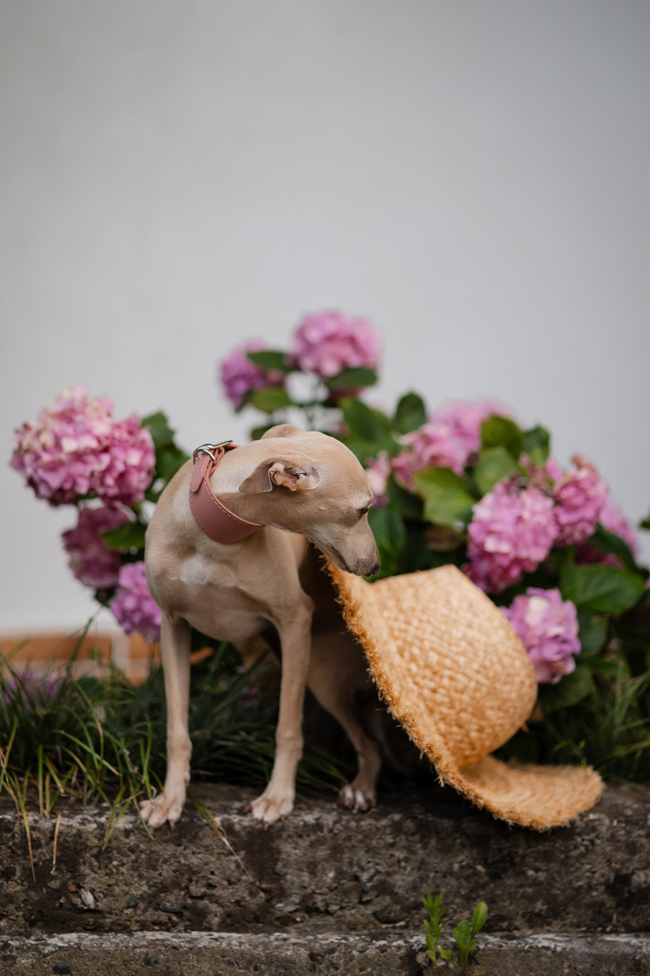 Asti Sapphire Adriana. Профессиональный питомник левреток РКФ/FCI ASTI SAPPHIRE 💎 Сочи|Санкт-Петербург