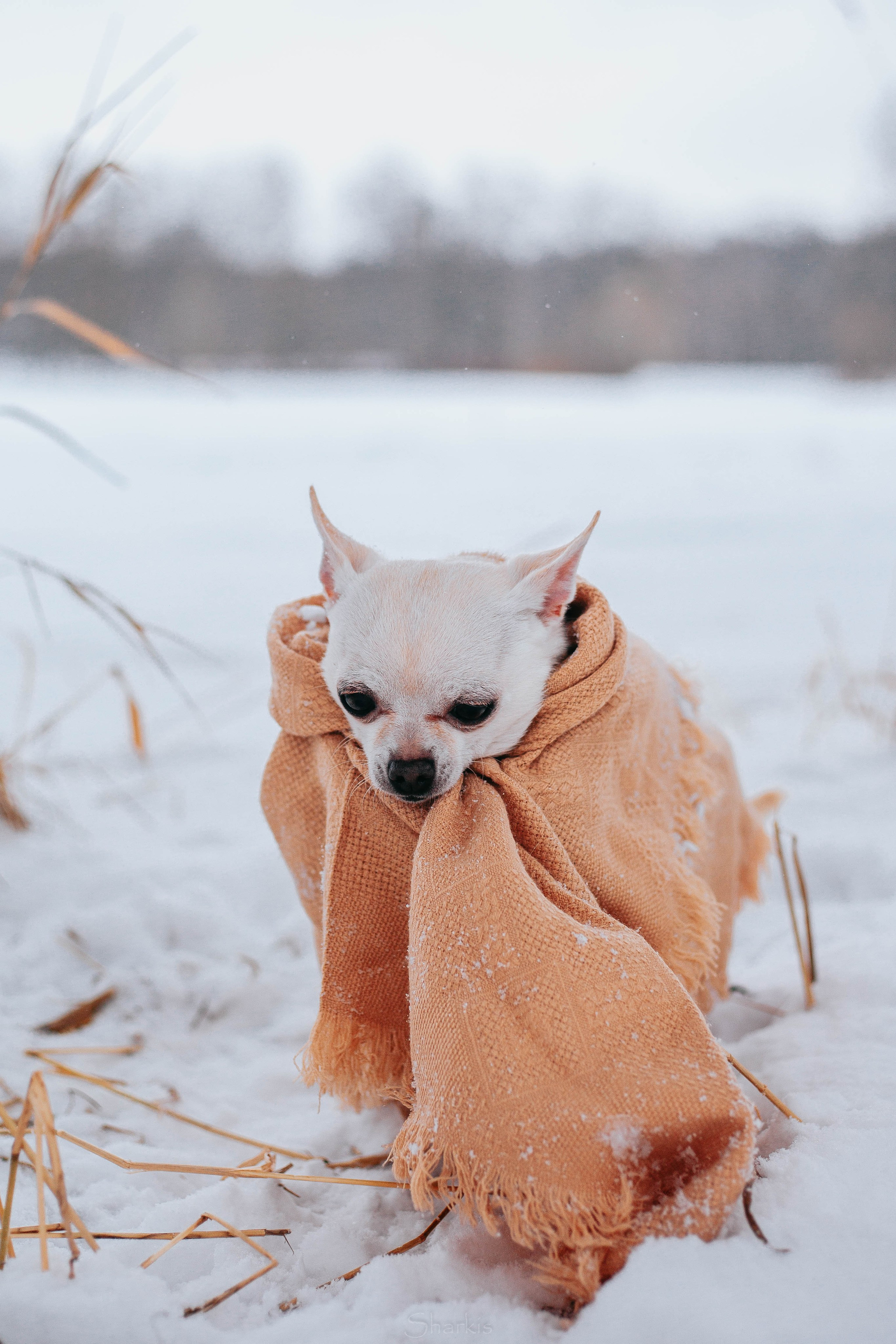 Хельга и Пёс. Главная