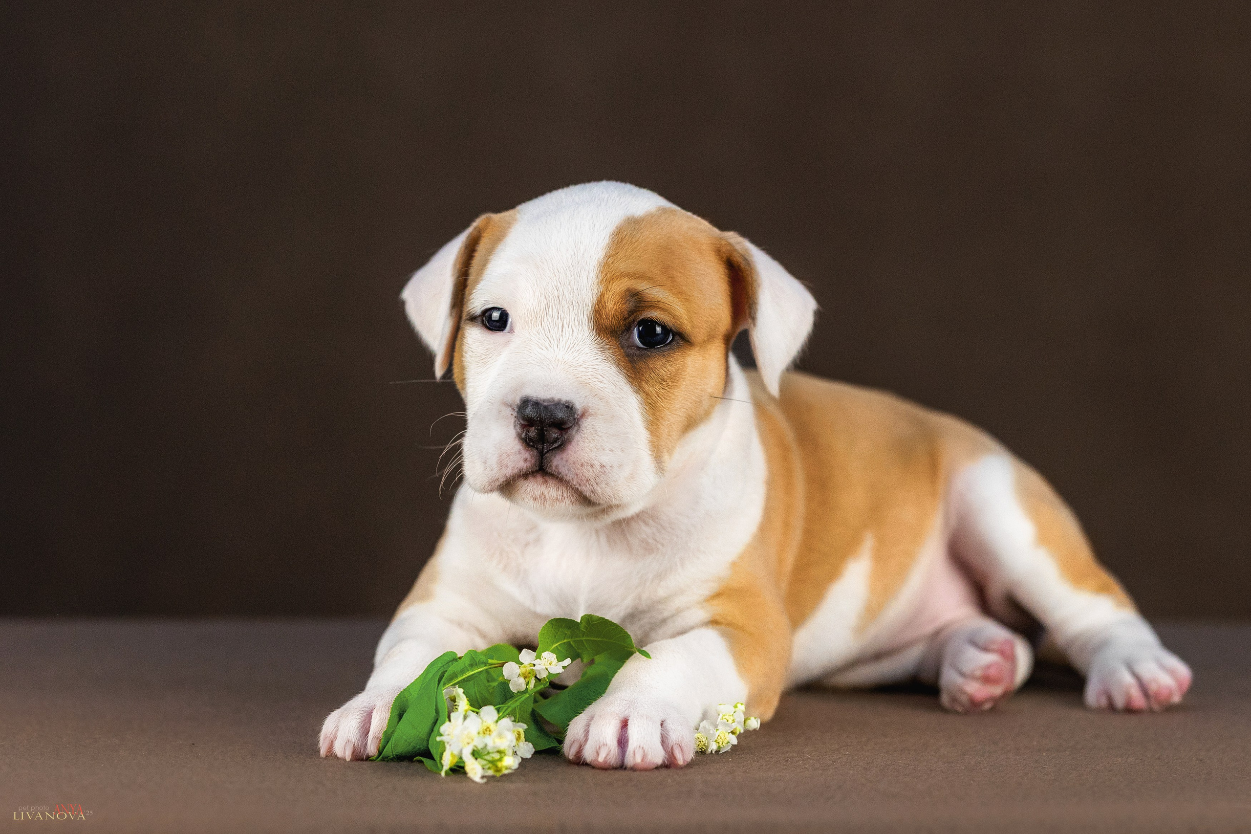 Стаффики. Фотограф анималист Аня Ливанова | Рыбинск