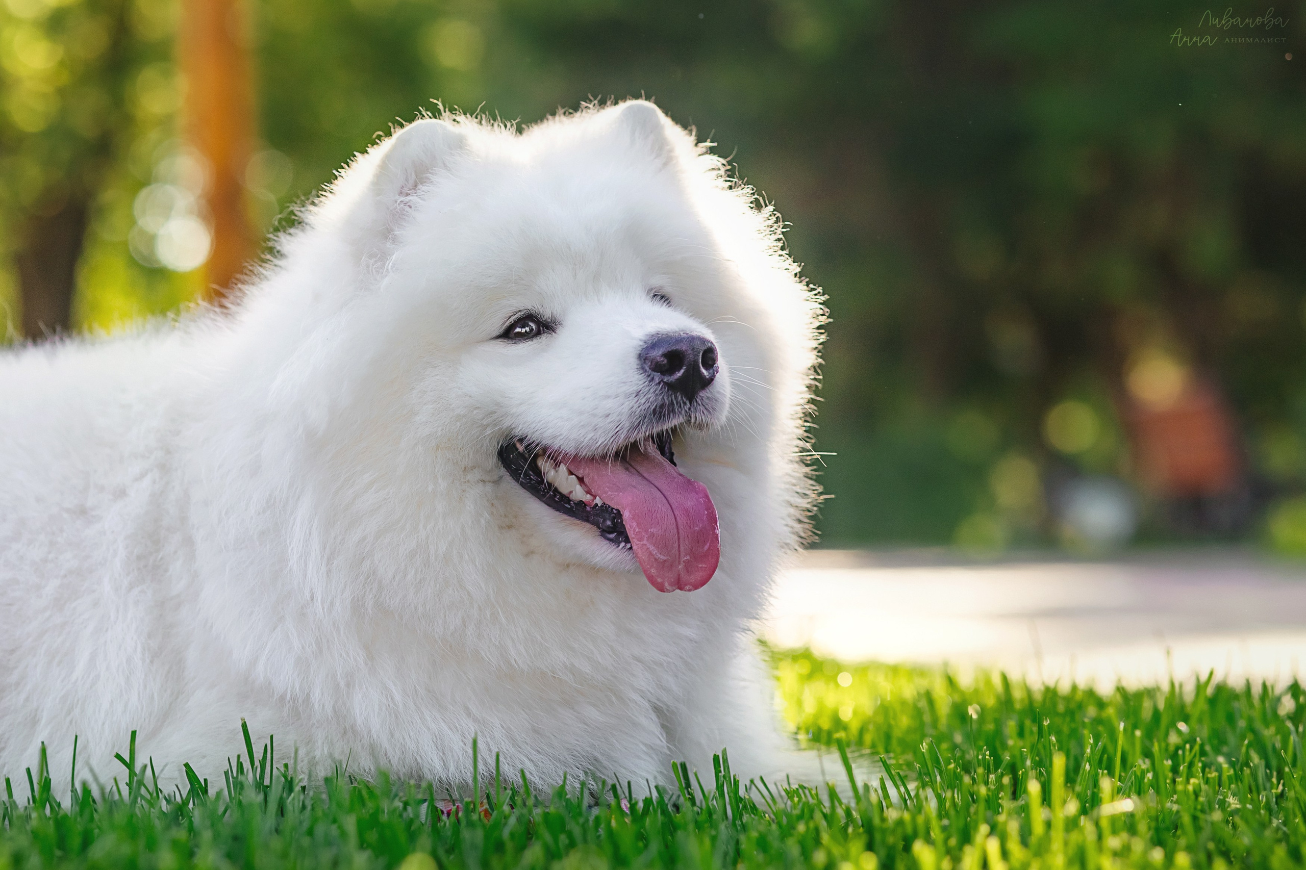 Наташа и Кимми. Фотограф анималист Аня Ливанова | Рыбинск