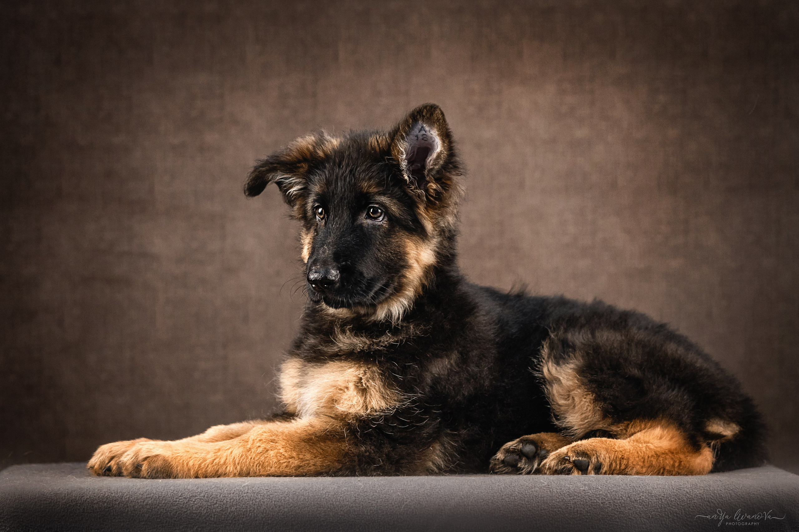 Овчарята. Фотограф анималист Аня Ливанова | Рыбинск