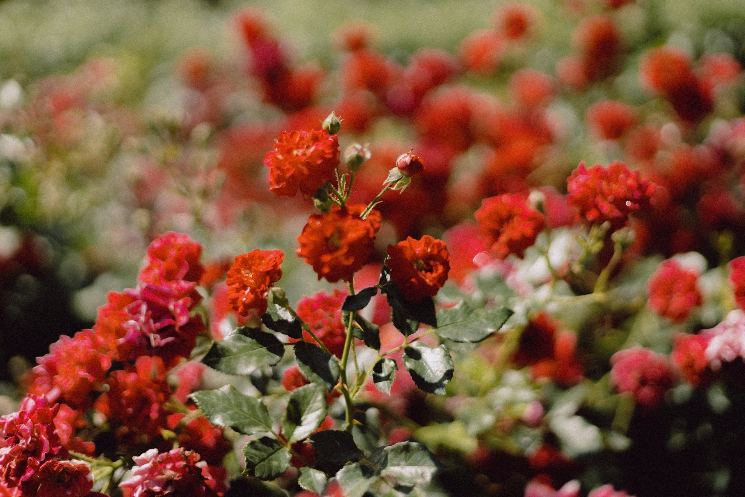 ДАША. Семейный и свадебный фотограф в Волгограде Наталья Орина