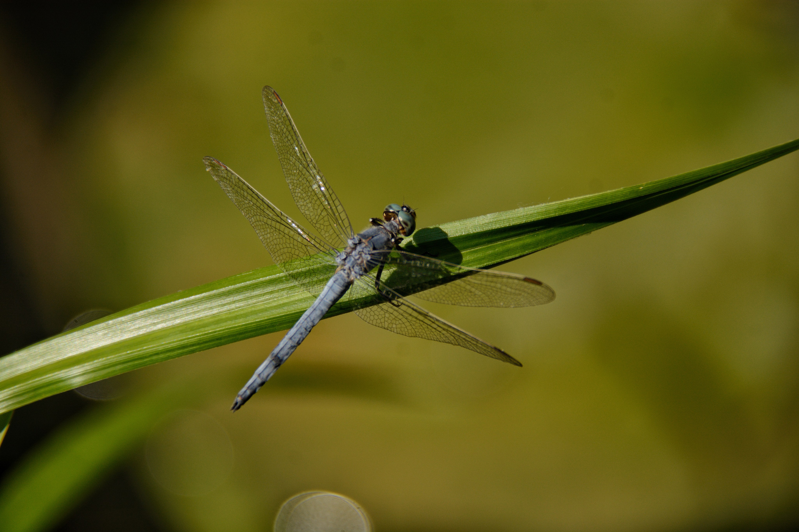 Фотограф Ваших событий 📸