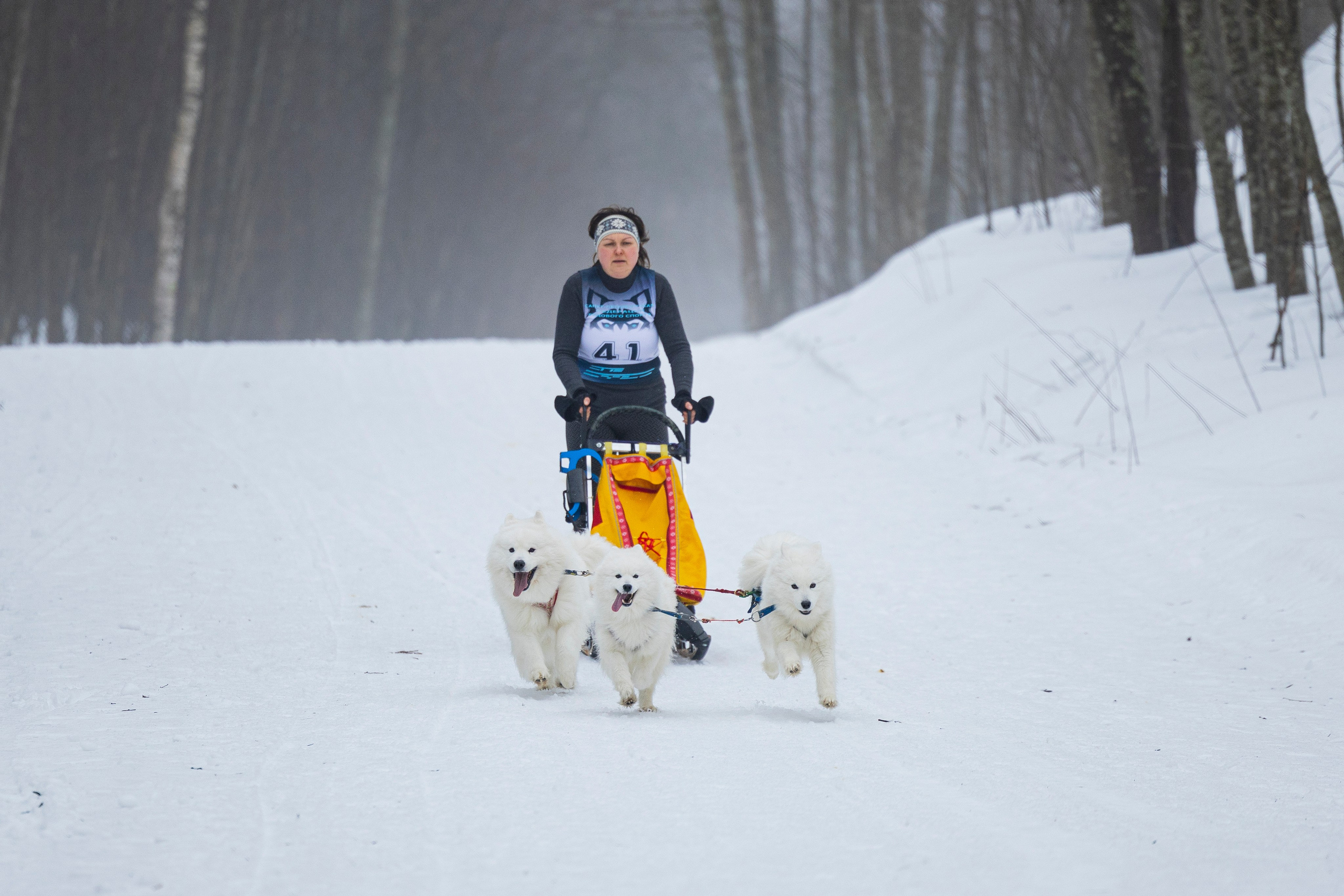 Зимний Чемпионат Санкт-Петербурга по ездовому спорту. Фотограф-анималист Анна Маринич