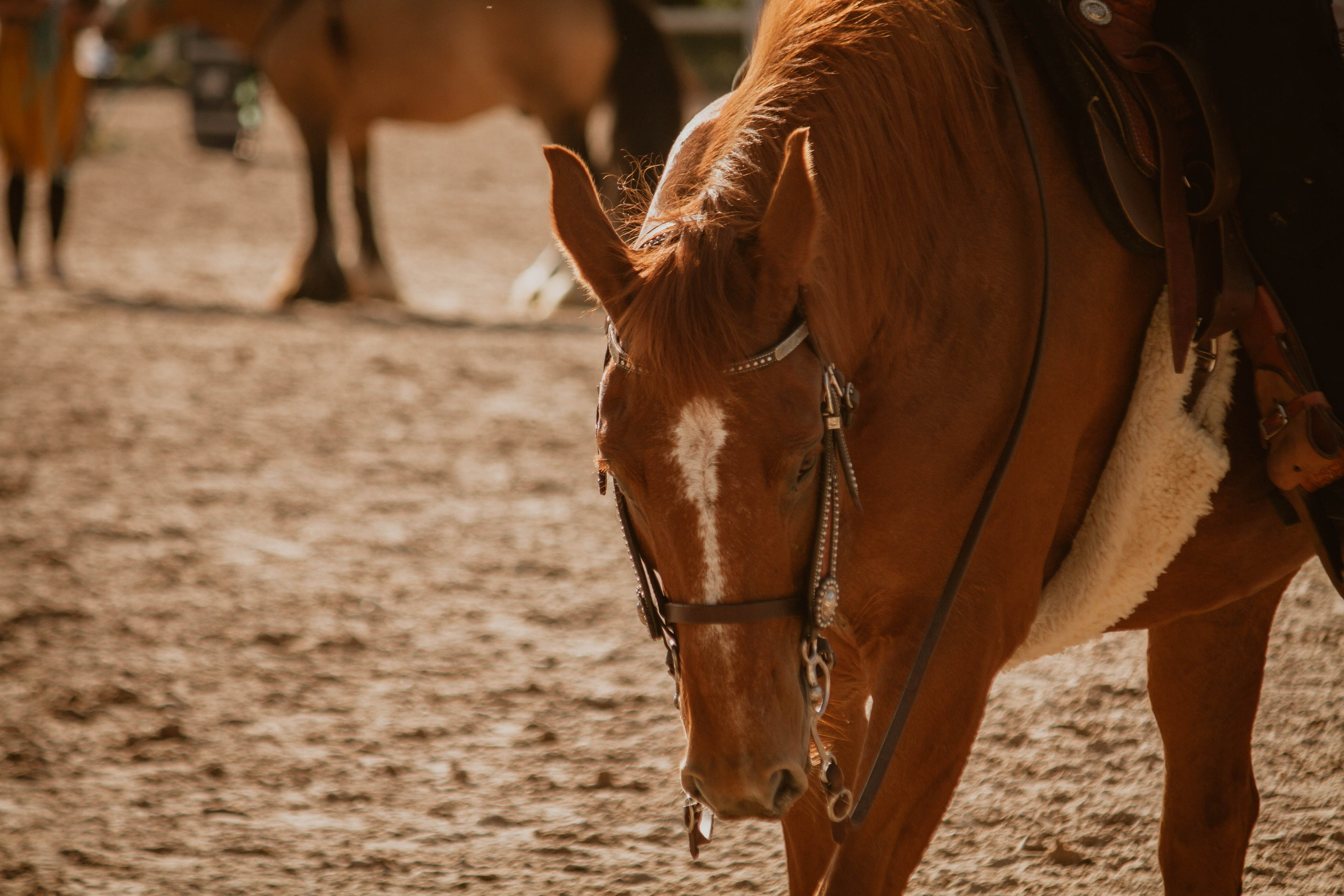ИППОСФЕРА — Международная конная выставка. Создадим шедевр? Виталина и её фотоискусство
