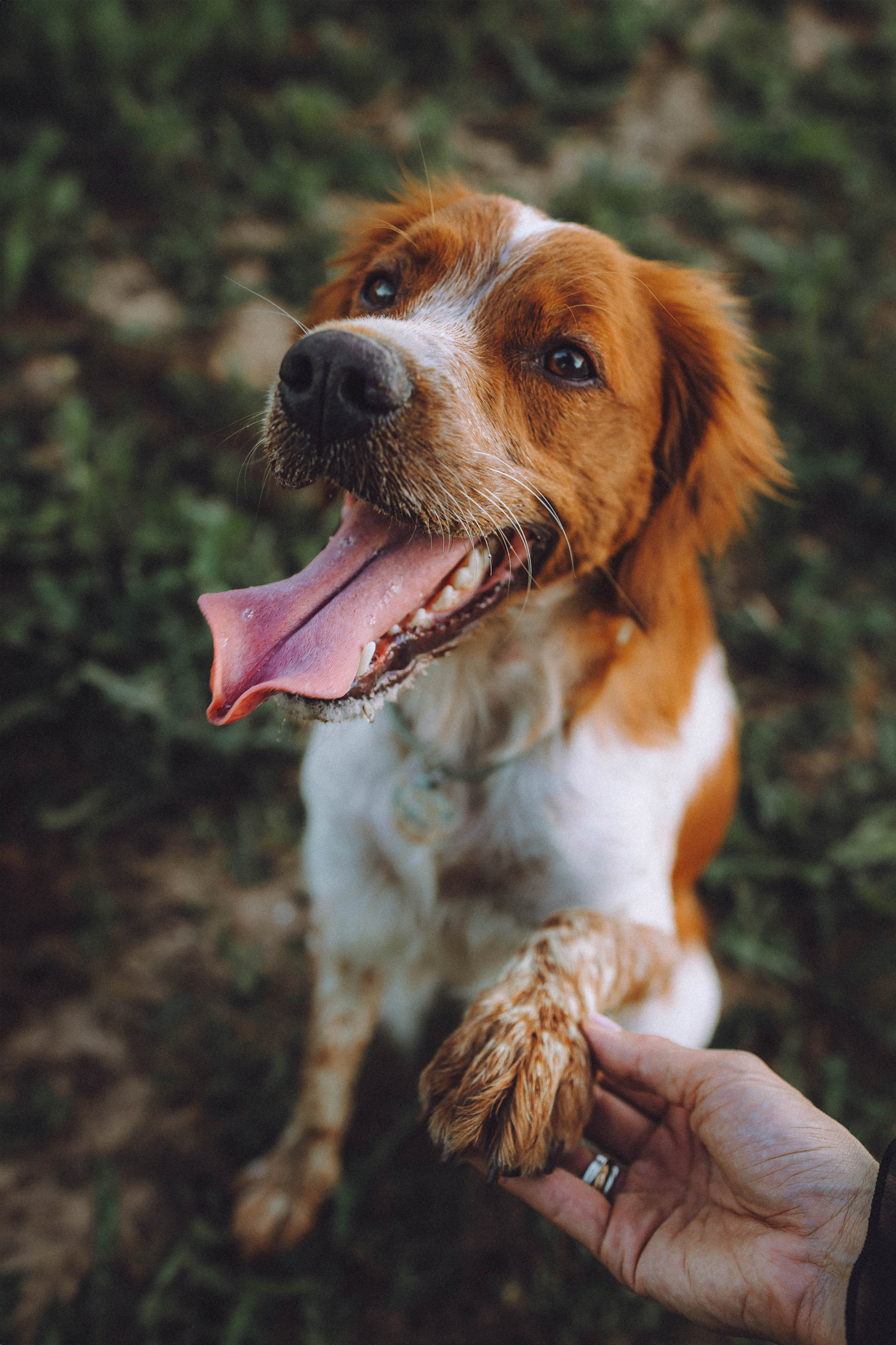 Камри и Пафи
