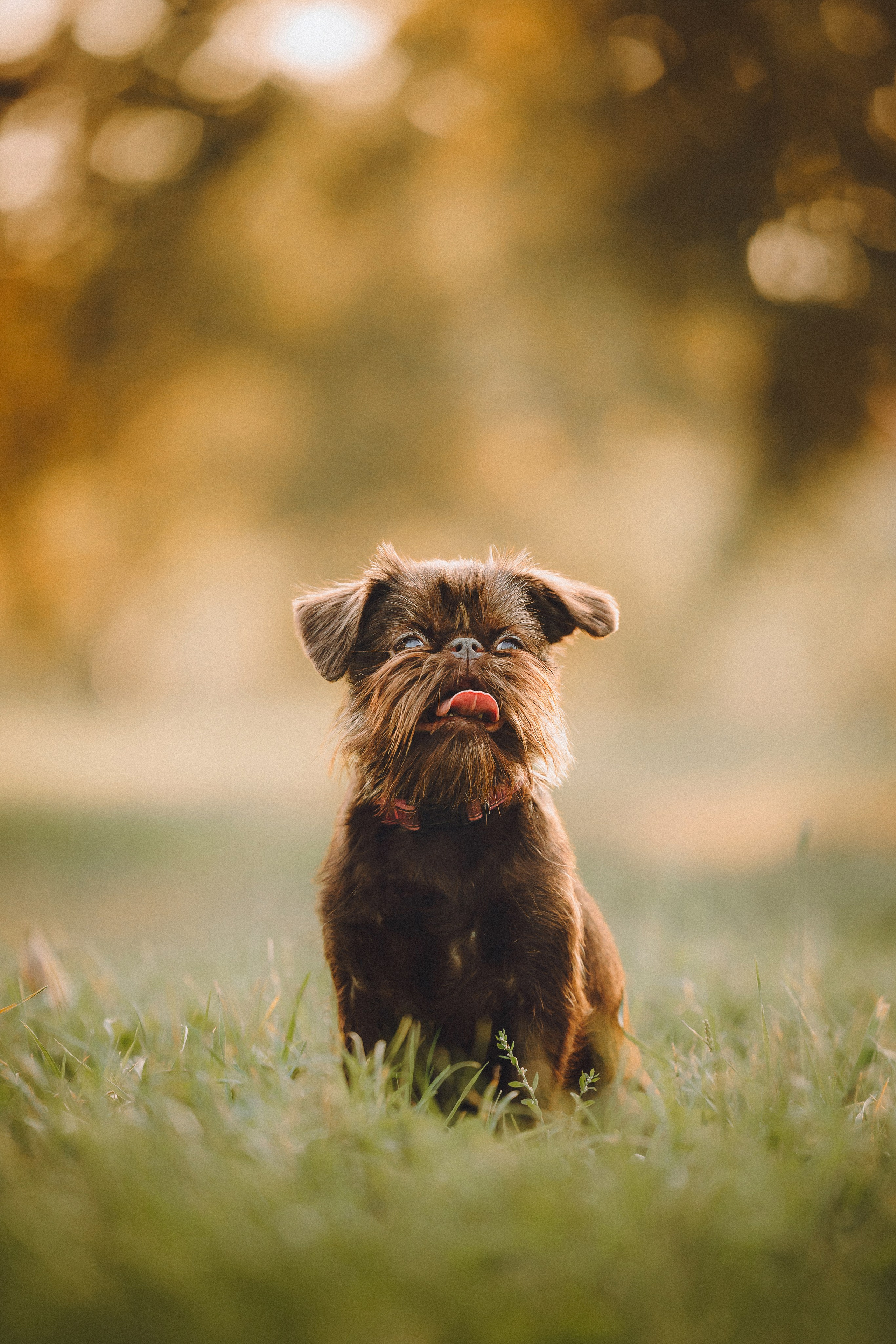 Гречка, Кари и щенки