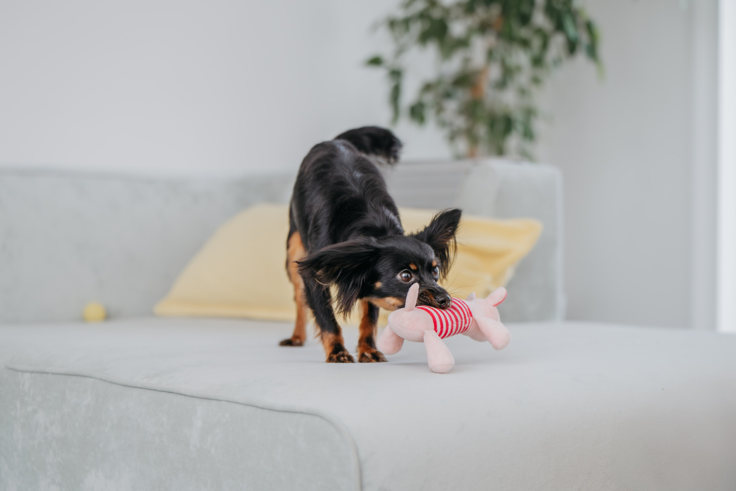 Домашняя съемка. Фотограф Анималист в Москве Анастасия Жучкова