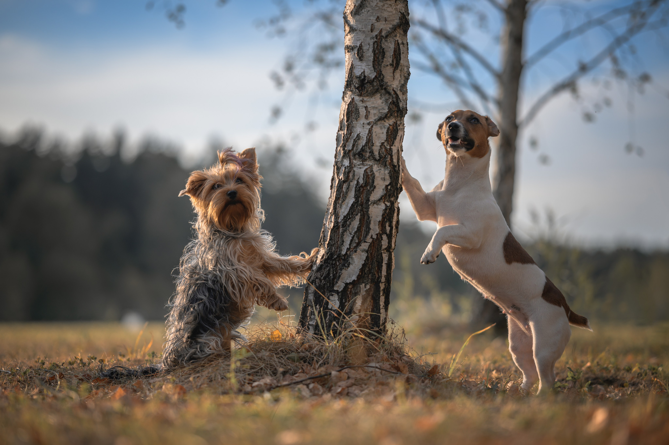 Прогулка в Мещерском парке. Фотограф Анималист в Москве Анастасия Жучкова