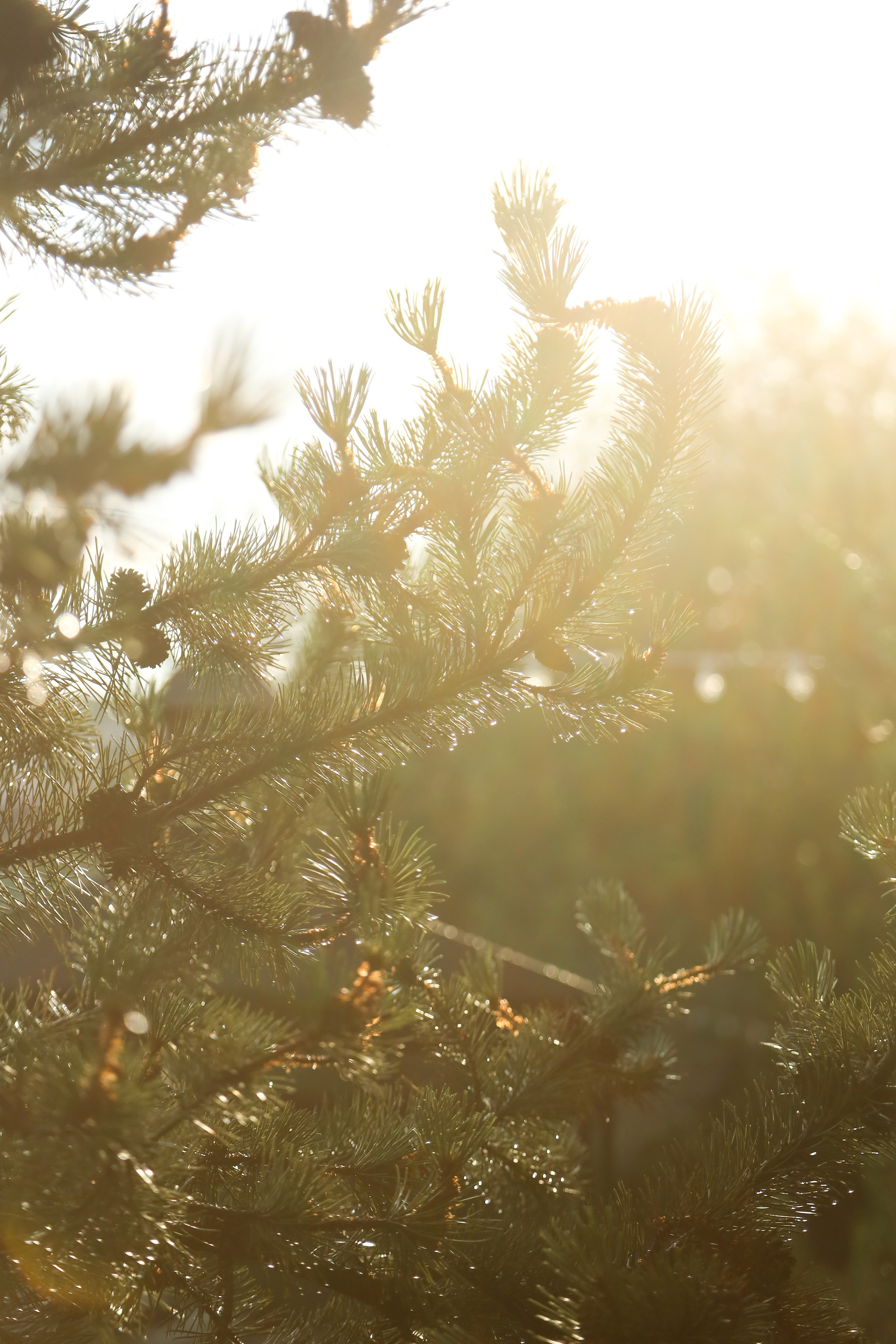 DIS регата2024. Фотограф Антон Чупринин