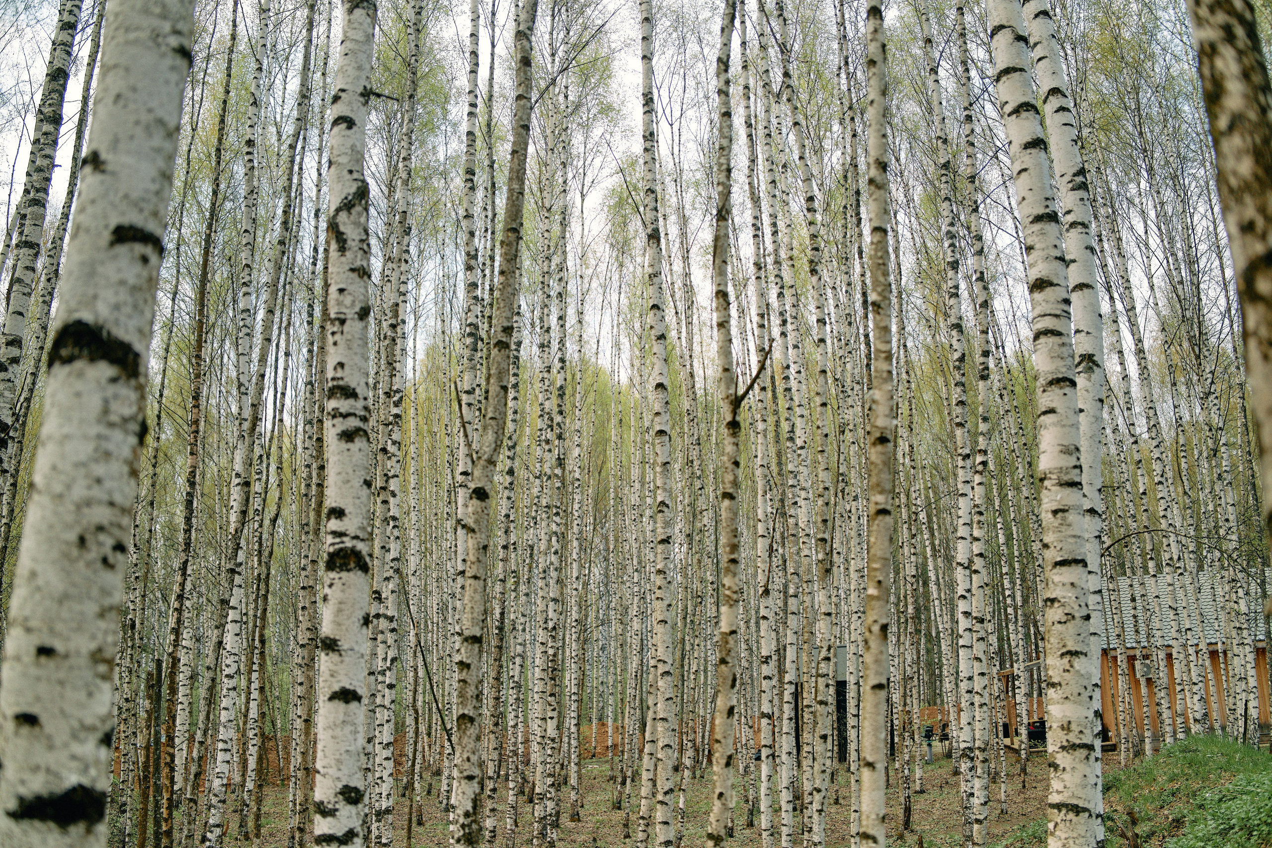 Бутик-отель Поле летом. Профессиональный Фотограф во Владимире, в Москве и в Суздале — Полина Романычева