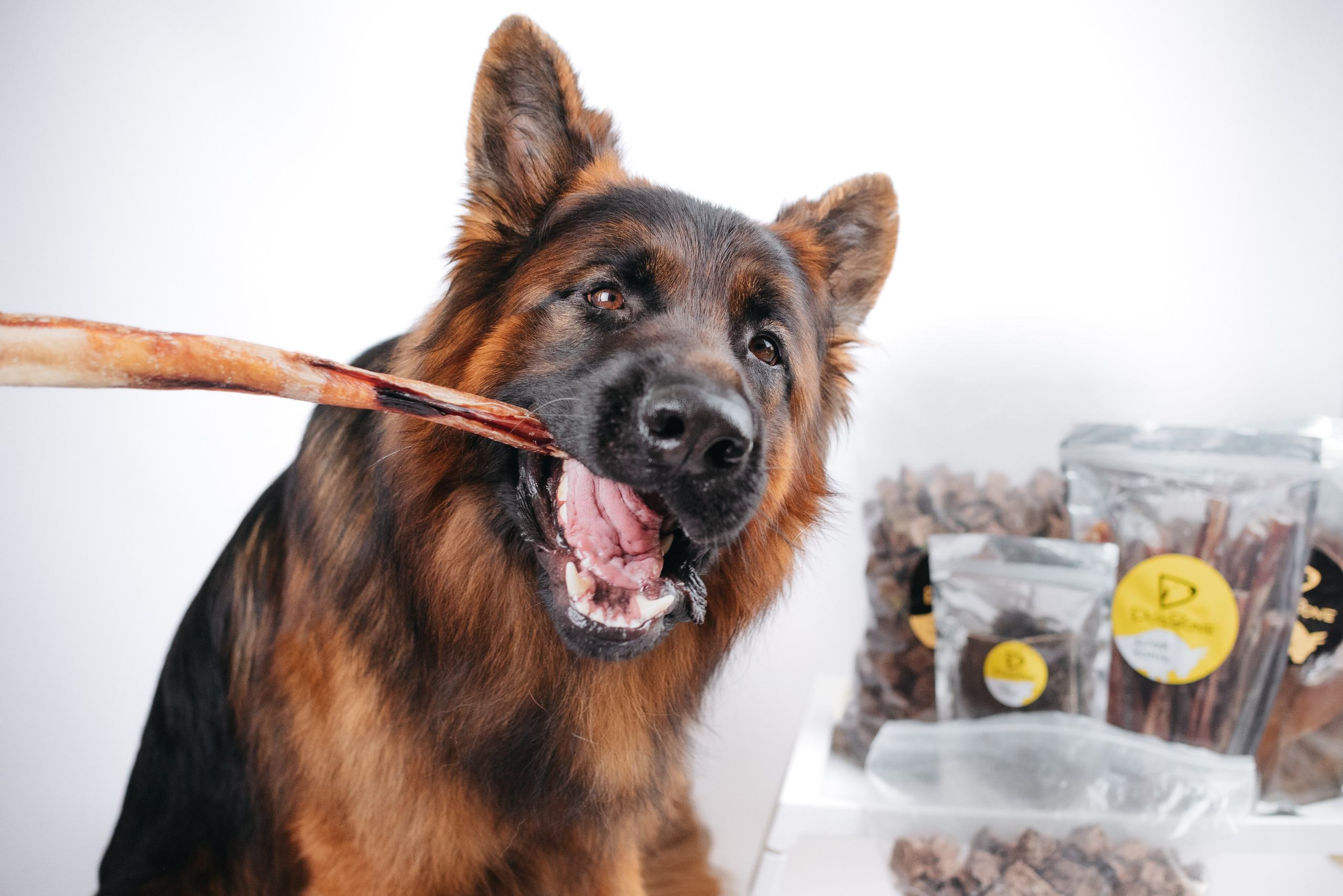 Dog Bone контент. Фотограф-анималист Валерия, Москва, Мытищи