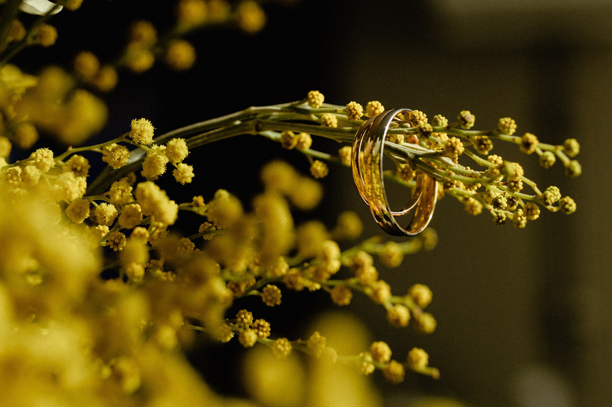 Свадебный фотограф Абрамова Ксения