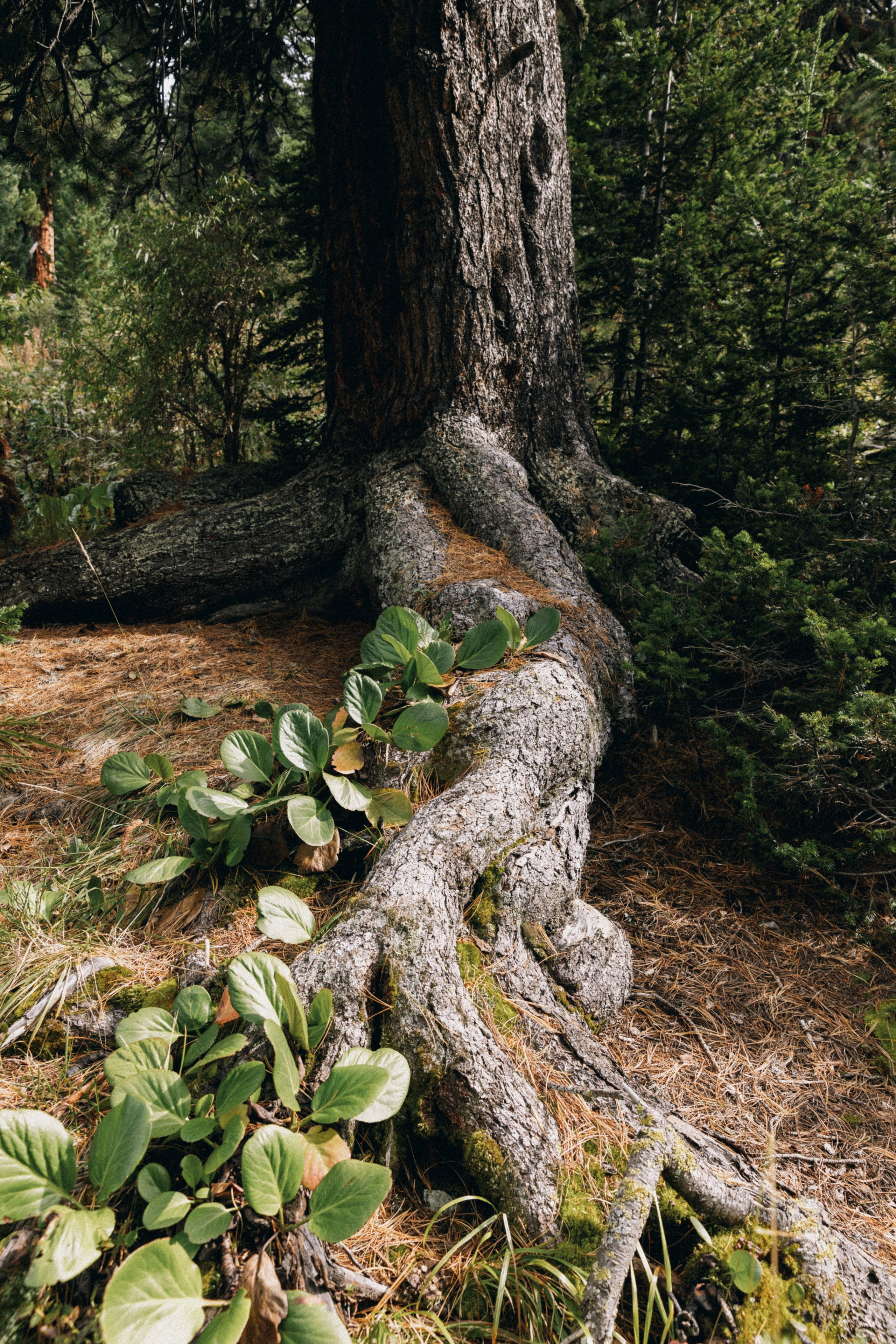 Алтай, природа и эстетика. Александр Чернин. Семейный и событийный фотограф