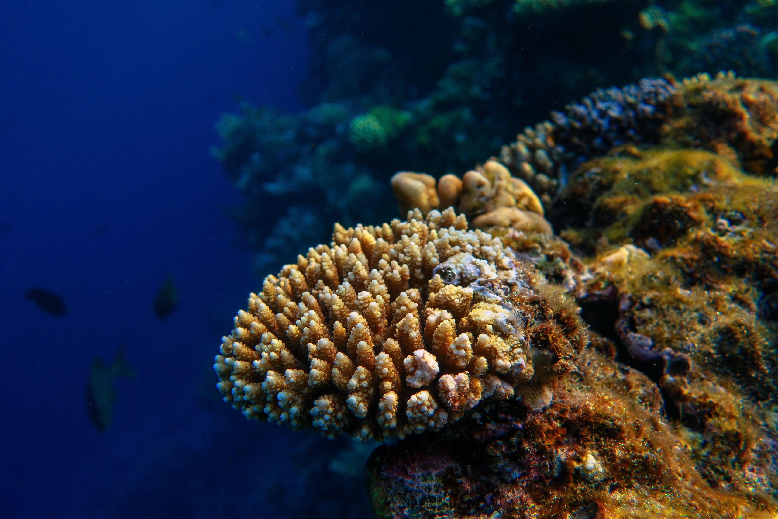 Fish. Фотограф Светлана Голицына