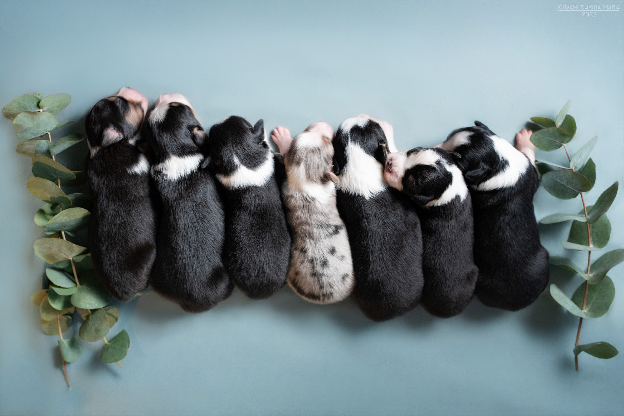 Ньюборн фотосессия щенков. Фотограф собак в Москве и Московской области Иванушкина Мария