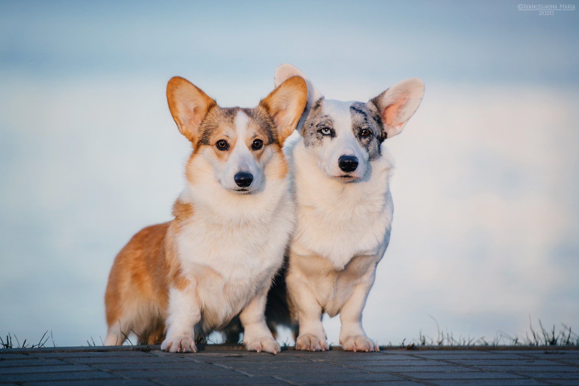 вельш корги пемброк и кардиган