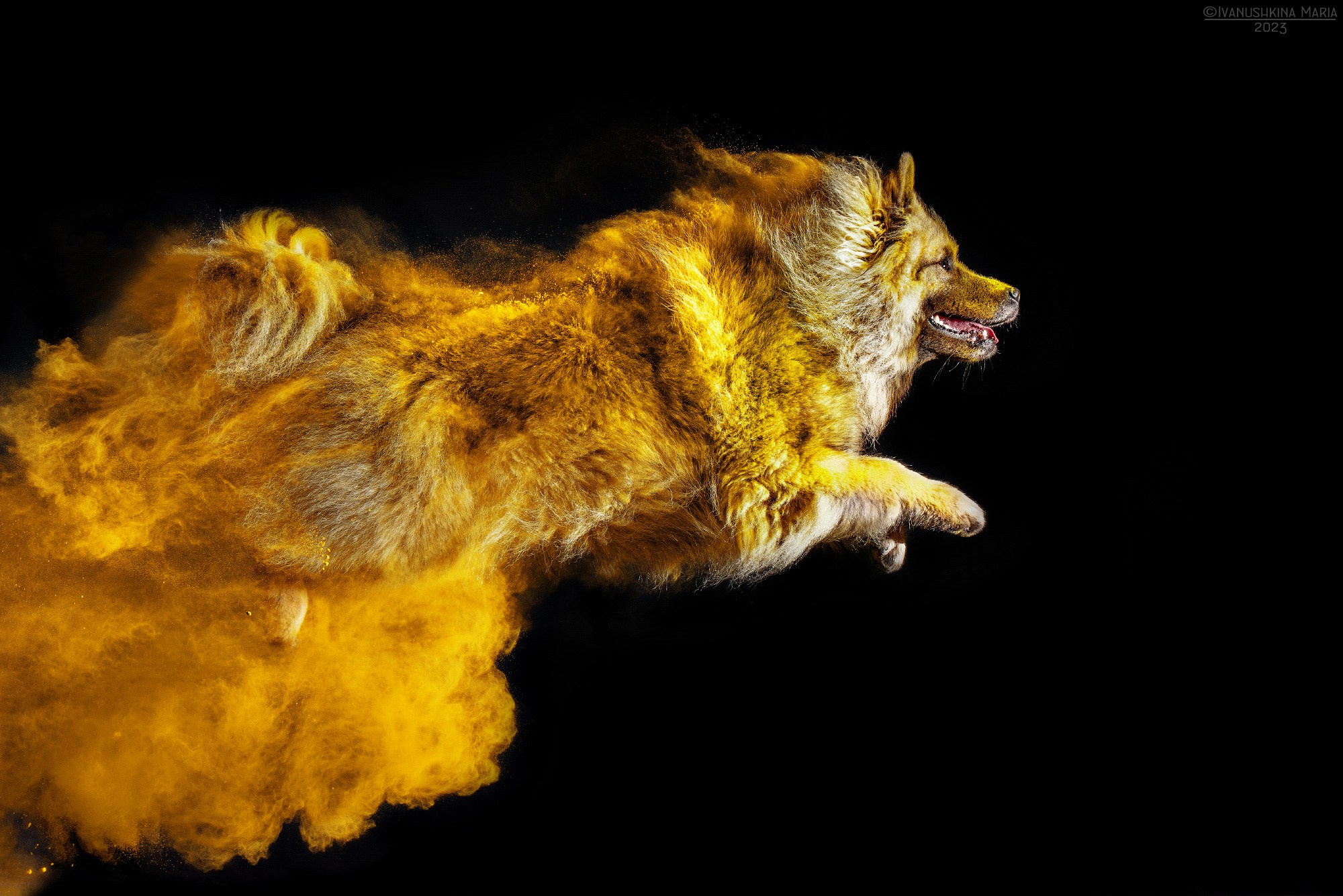 Фотосессия собаки с красками холи. Фотограф собак в Москве и Московской области Иванушкина Мария