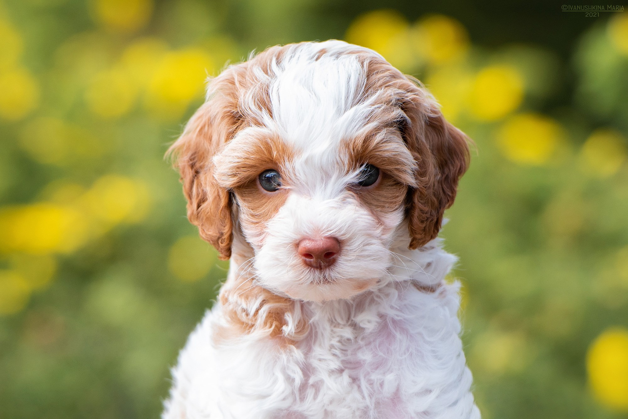 Фотосессия щенков на продажу. Фотограф собак в Москве и Московской области Иванушкина Мария