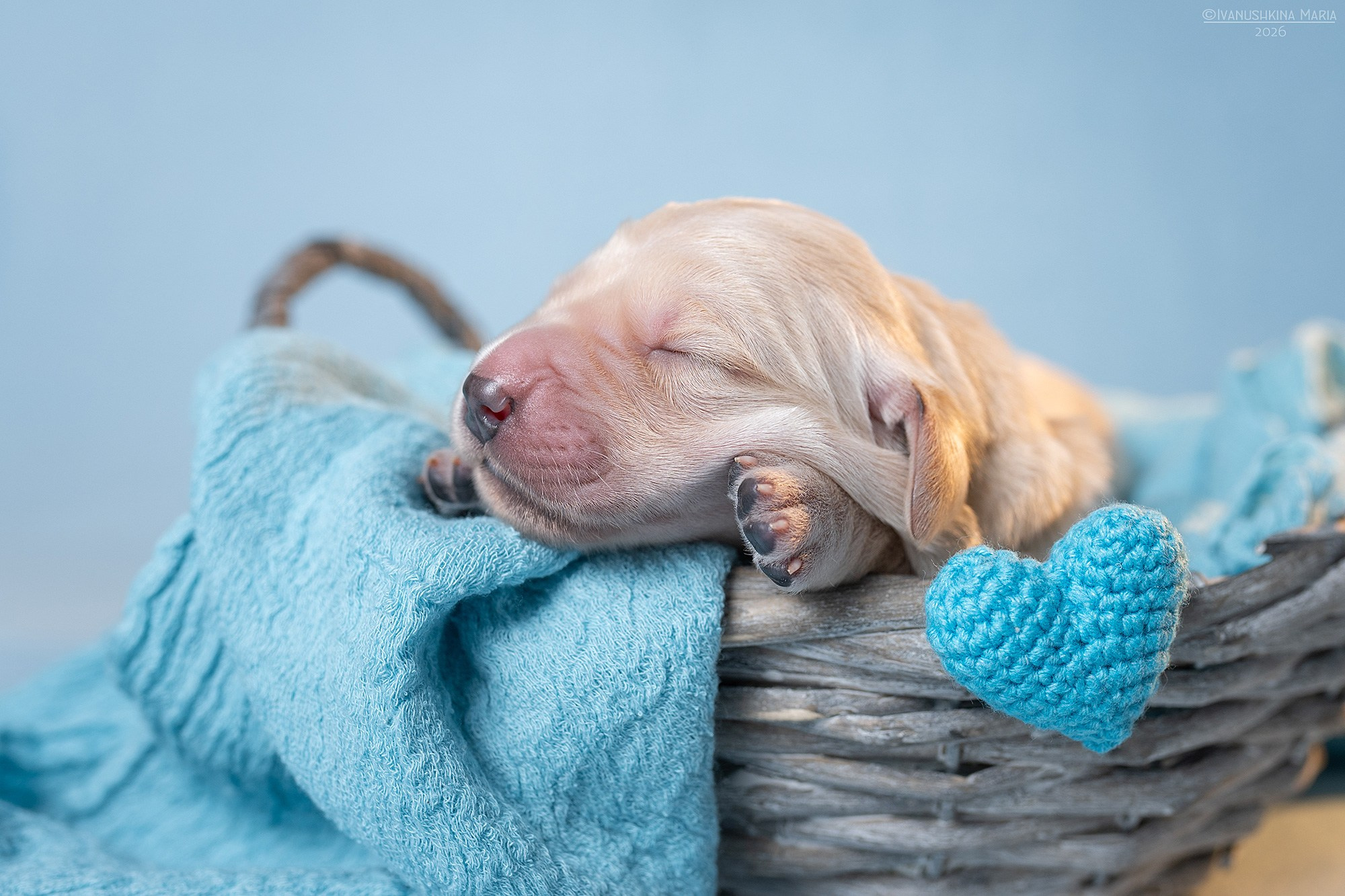 Ньюборн фотосессия щенков. Фотограф собак в Москве и Московской области Иванушкина Мария