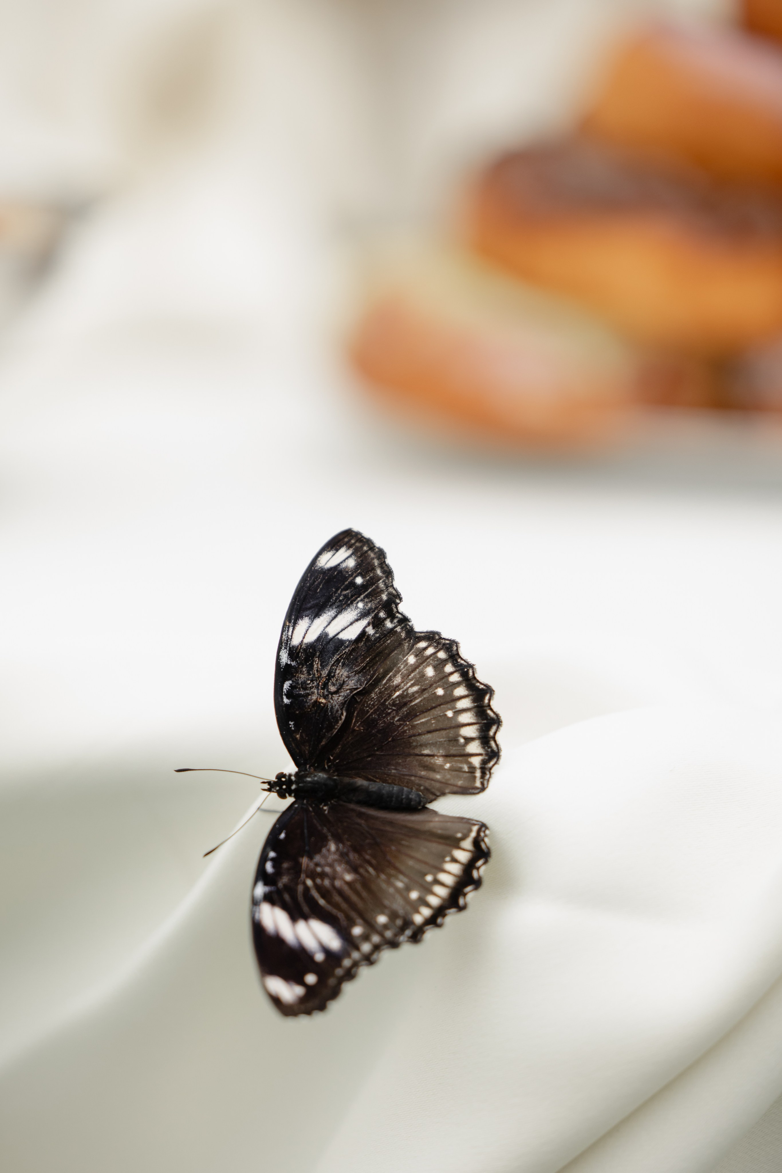 Кирилл & Анастасия. Организатор- Елена Гаманович. Главная