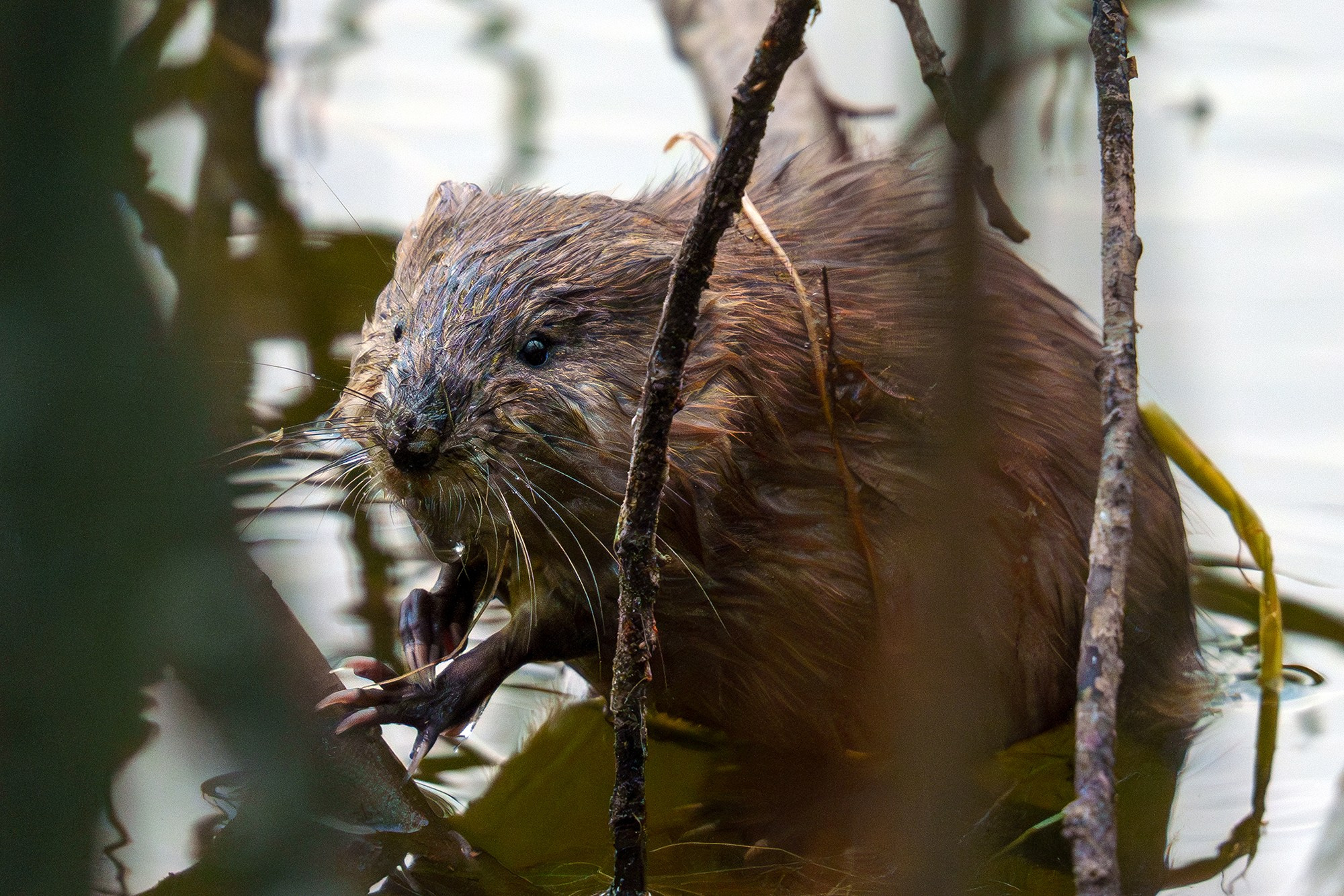 Животные. Ваш личный фотограф Марина Волкова