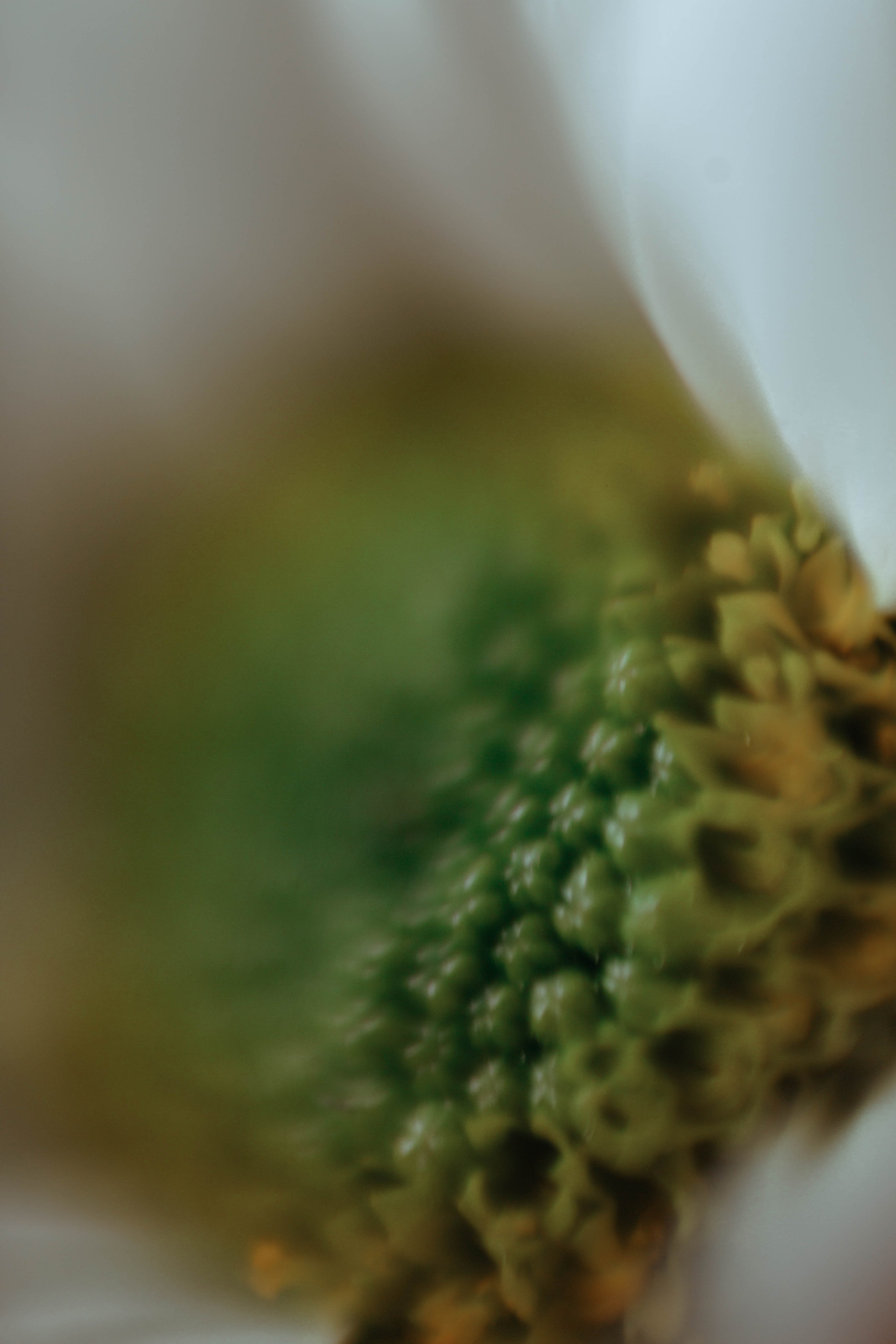 Tulips. Фотограф и видеограф Мария Банщикова, Солнечногорск, Москва