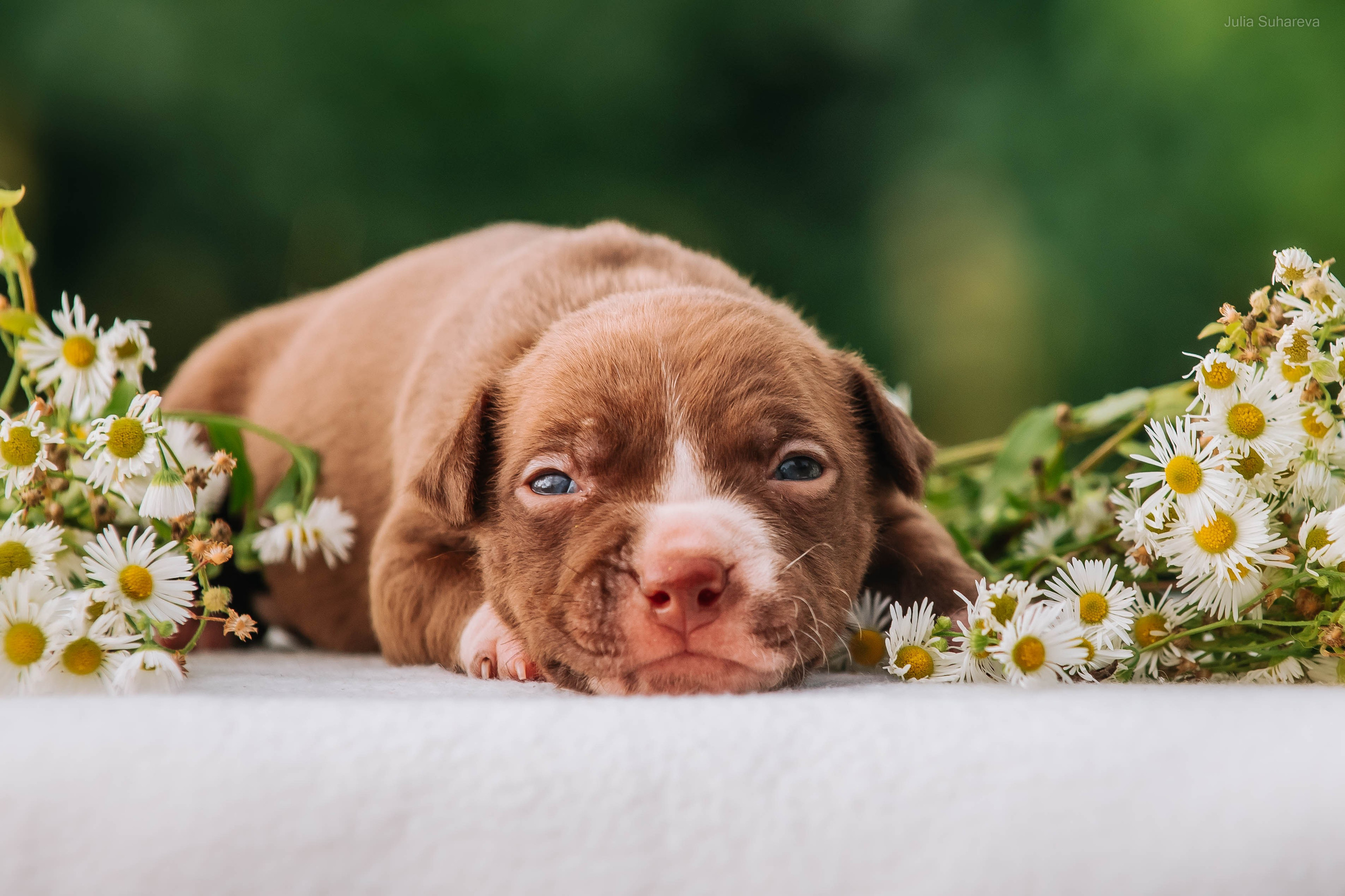 Щенки 2 недели. Главная