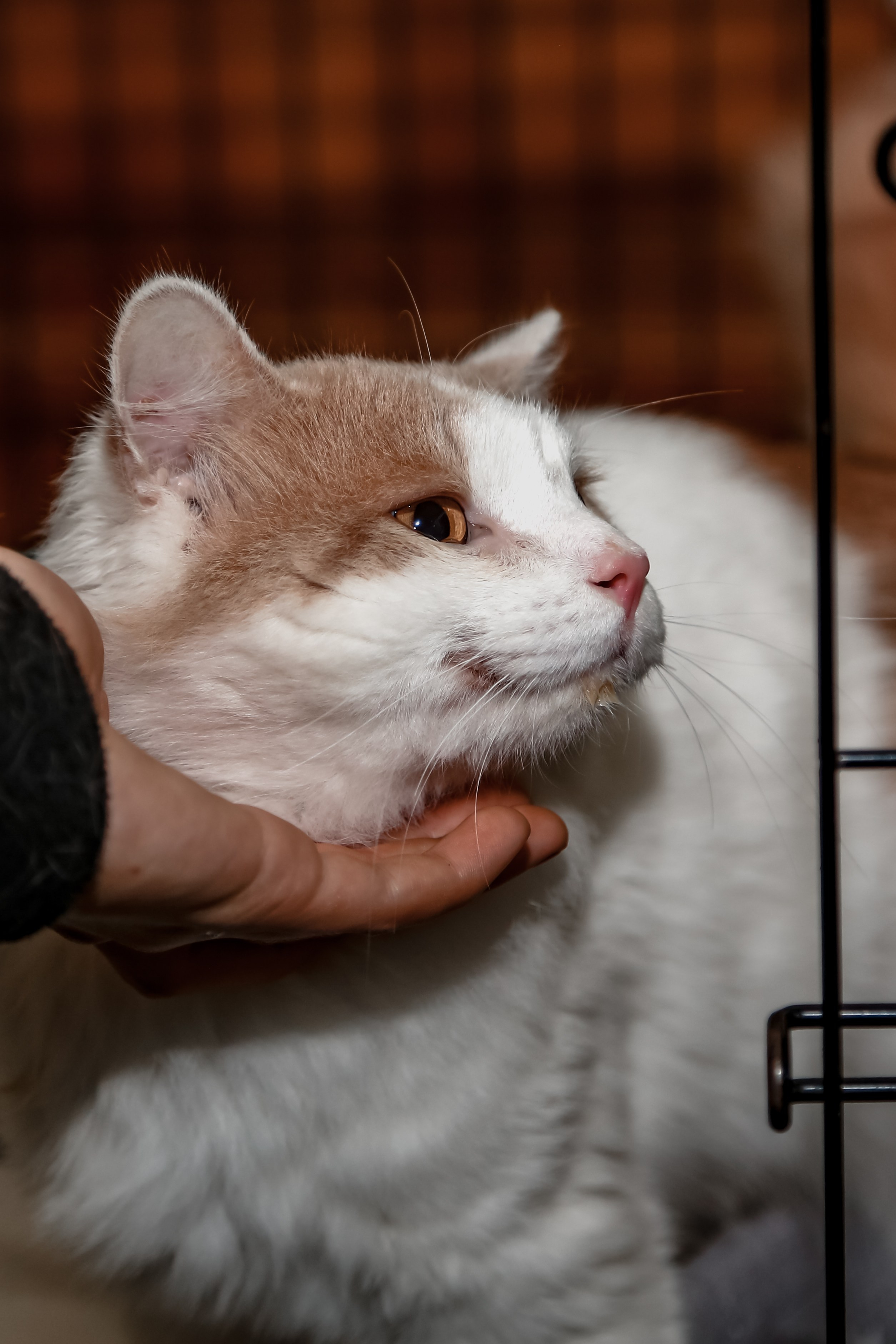 Приют Кошкин Дом Филимоша. Ваш фотограф в Оренбурге Рощупкина Екатерина