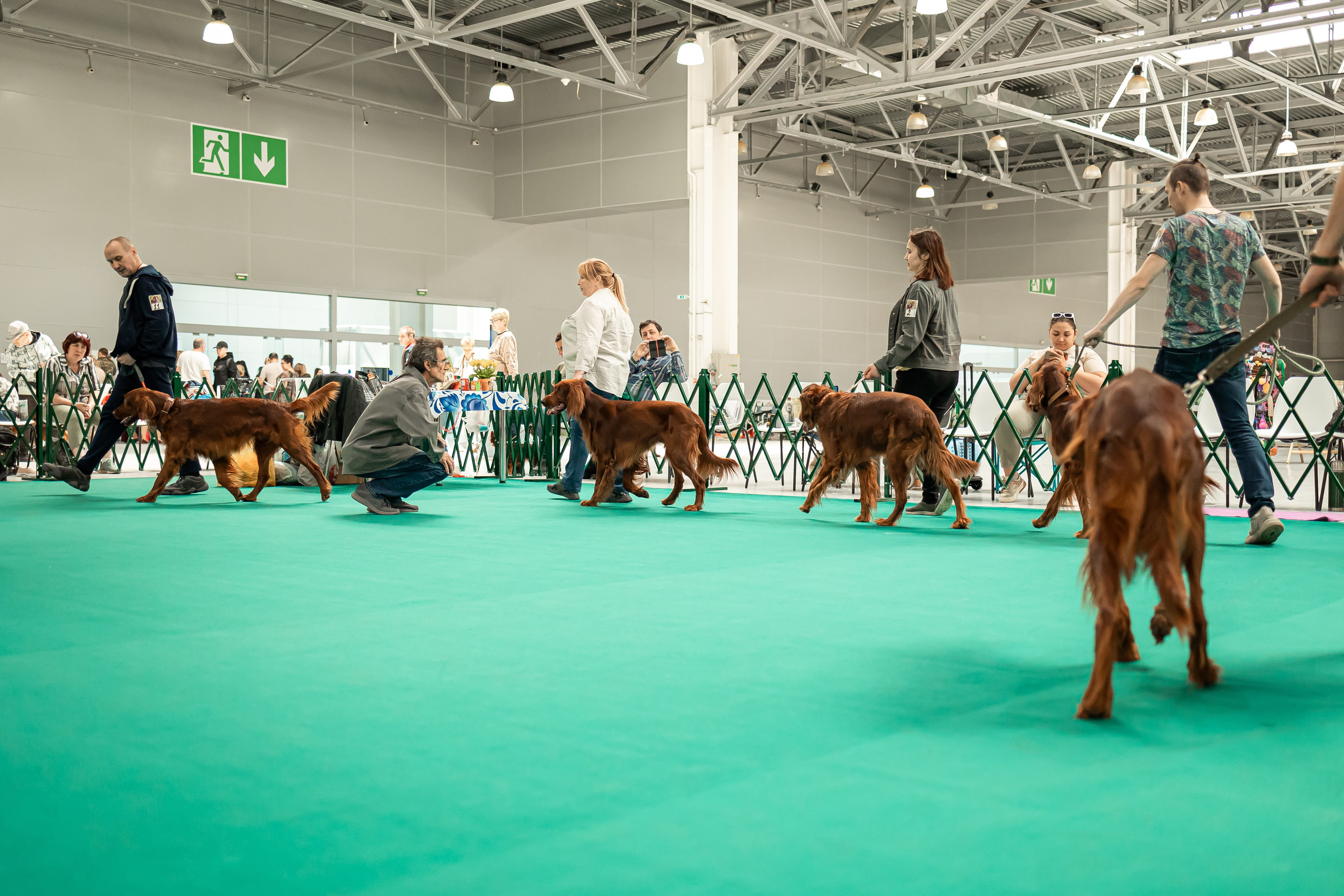 Выставка сеттеров 19.05.24