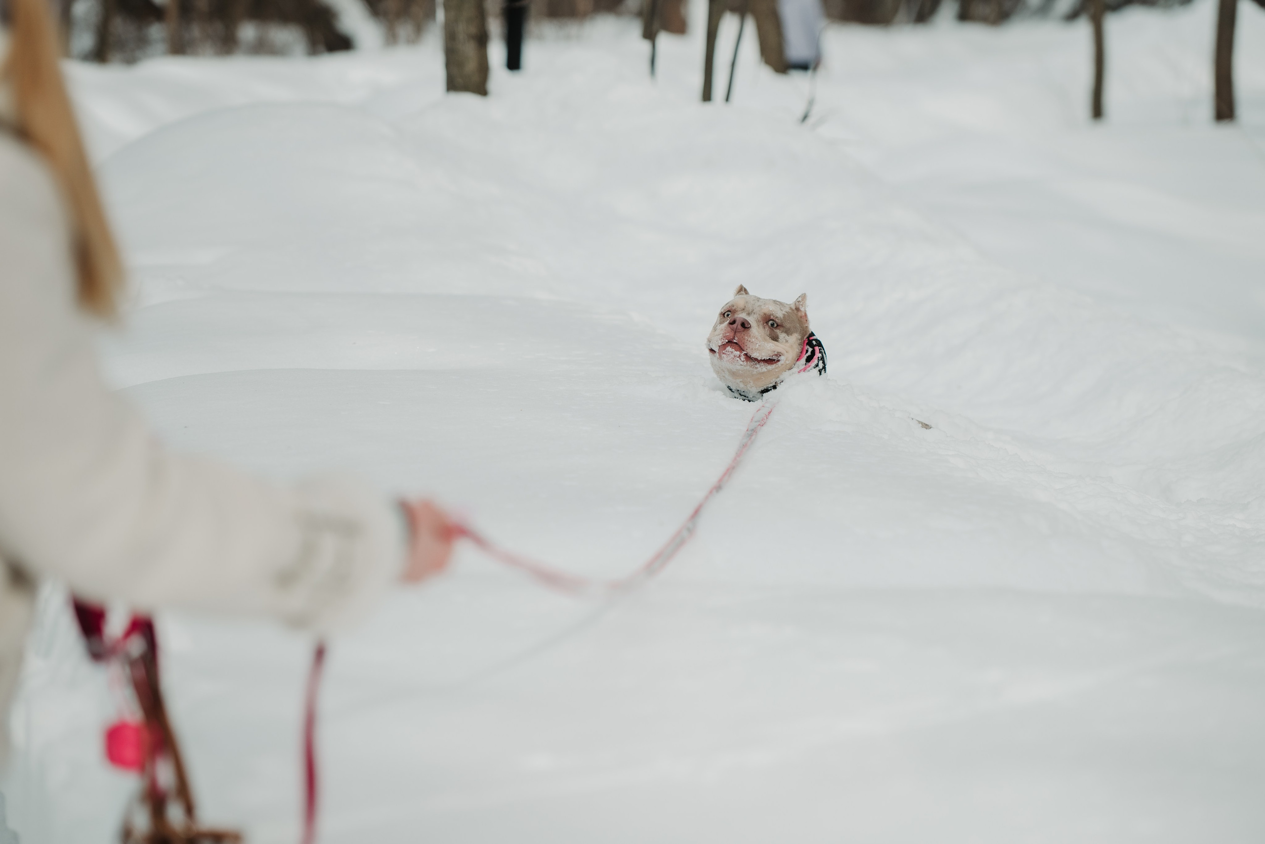 Зимняя LOVE STORY Вики, Артёма и Булочки. Семейный Фотограф в Москве Ирина Хохлова