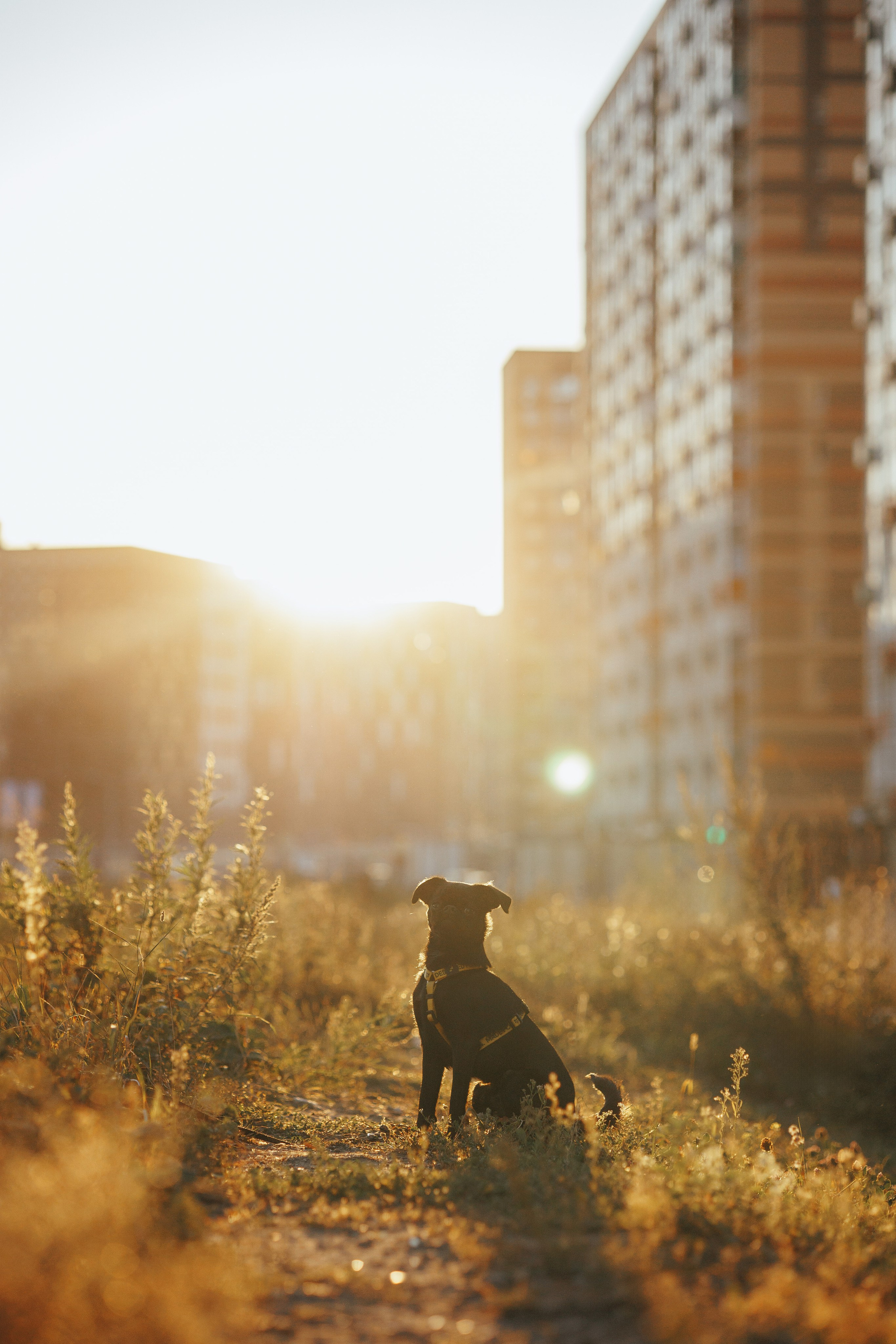 Закатная съемка с собакой. Анастасия Белаш