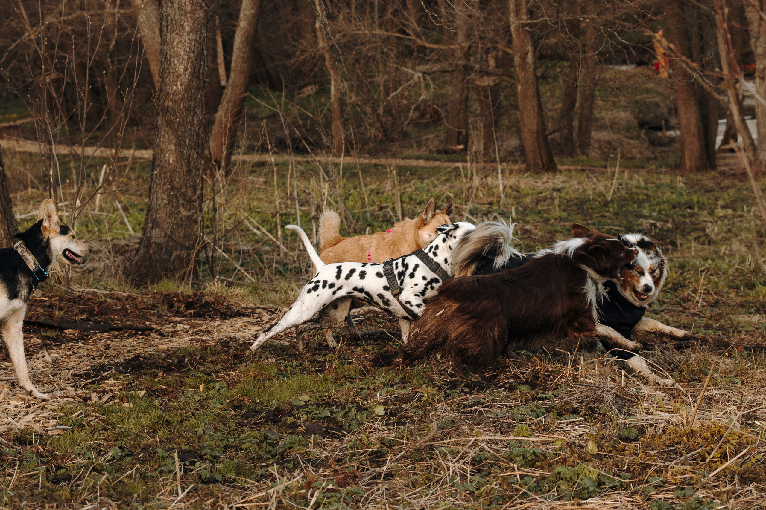 Смена в «DogCamp». Анастасия Белаш