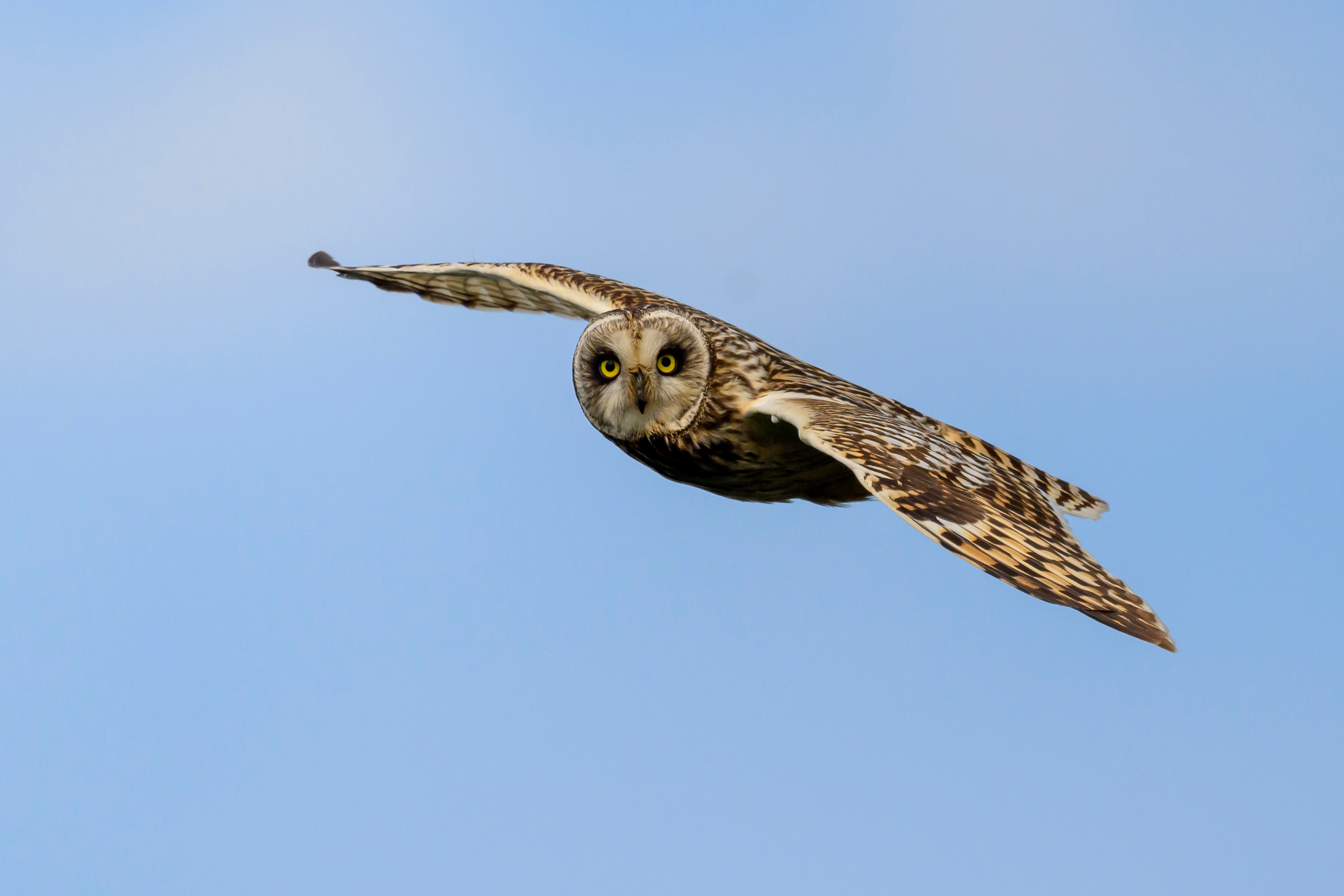 Лунь и трясогузки. Wildlife photography by Sergey Puponin