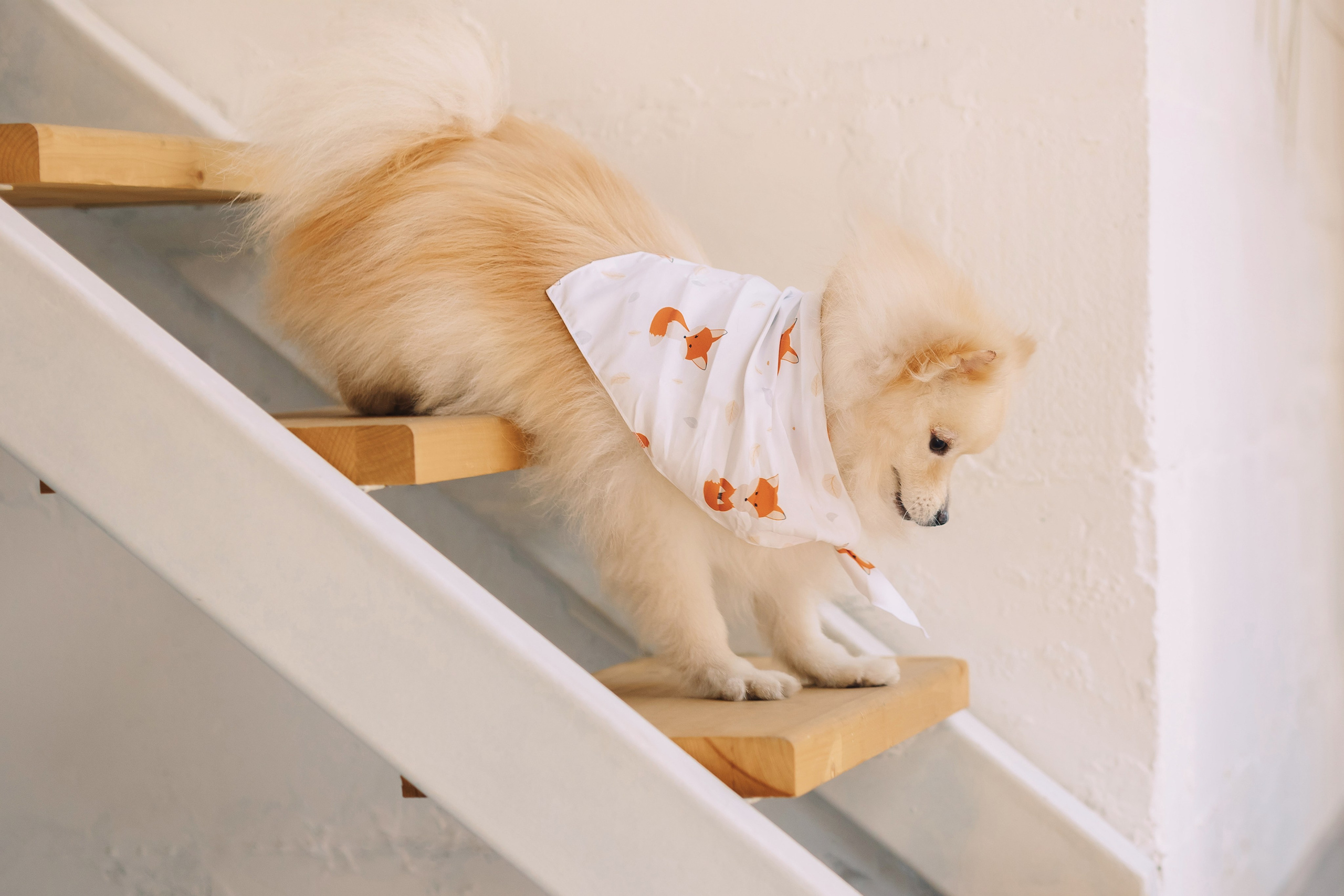 Магазин Friend of mine. Фотограф-анималист Елена Радченко, Москва