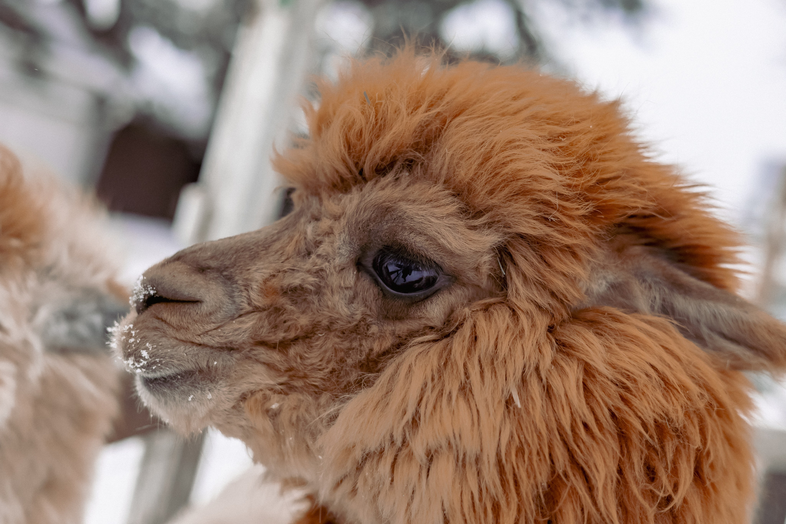 Алина. Детский и семейный фотограф Евгения Вахнеева Москва Зеленоград