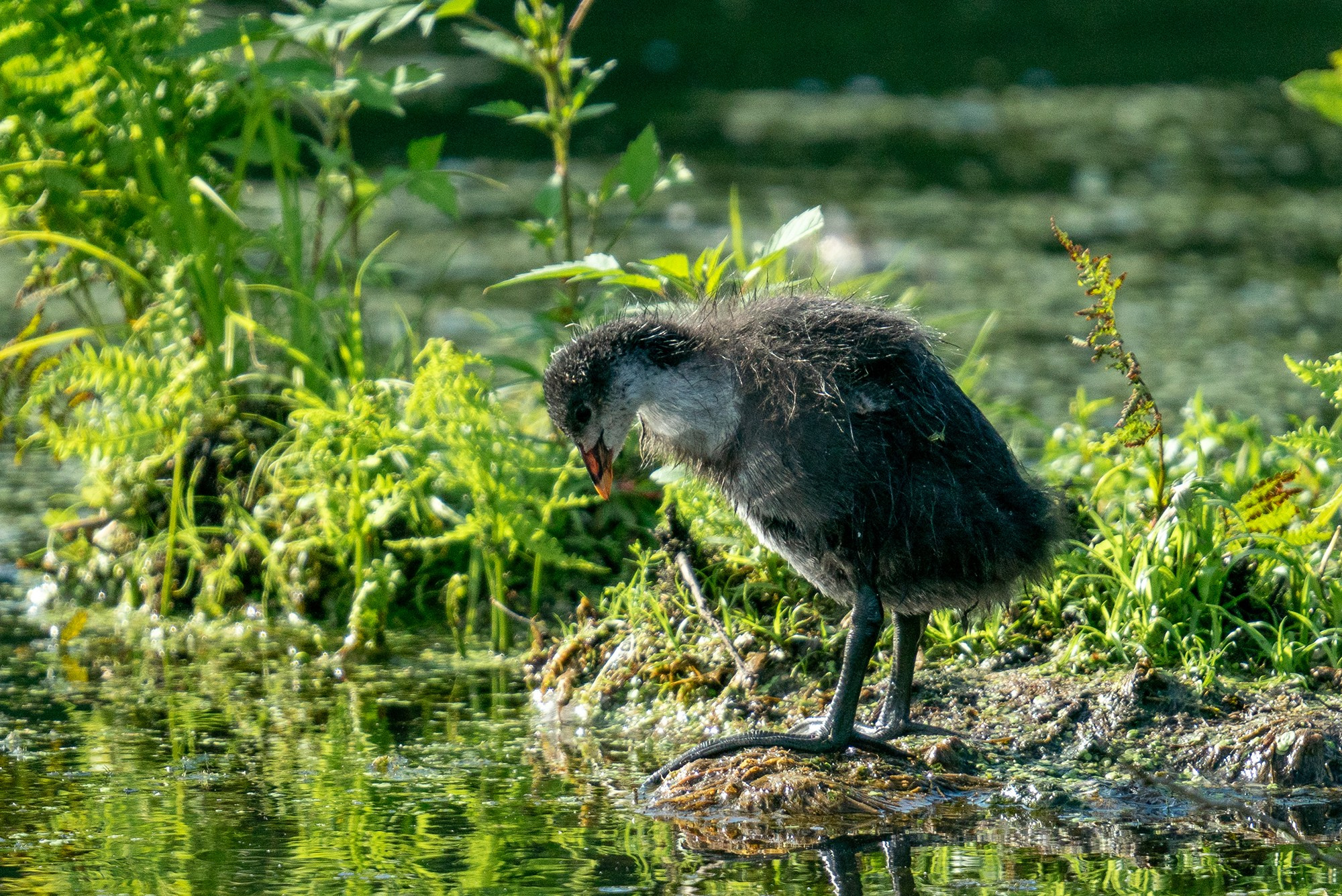 Удивительные мир птиц. Вокруг нас столько прекрасного — присмотритесь!. Ваш личный фотограф Марина Волкова