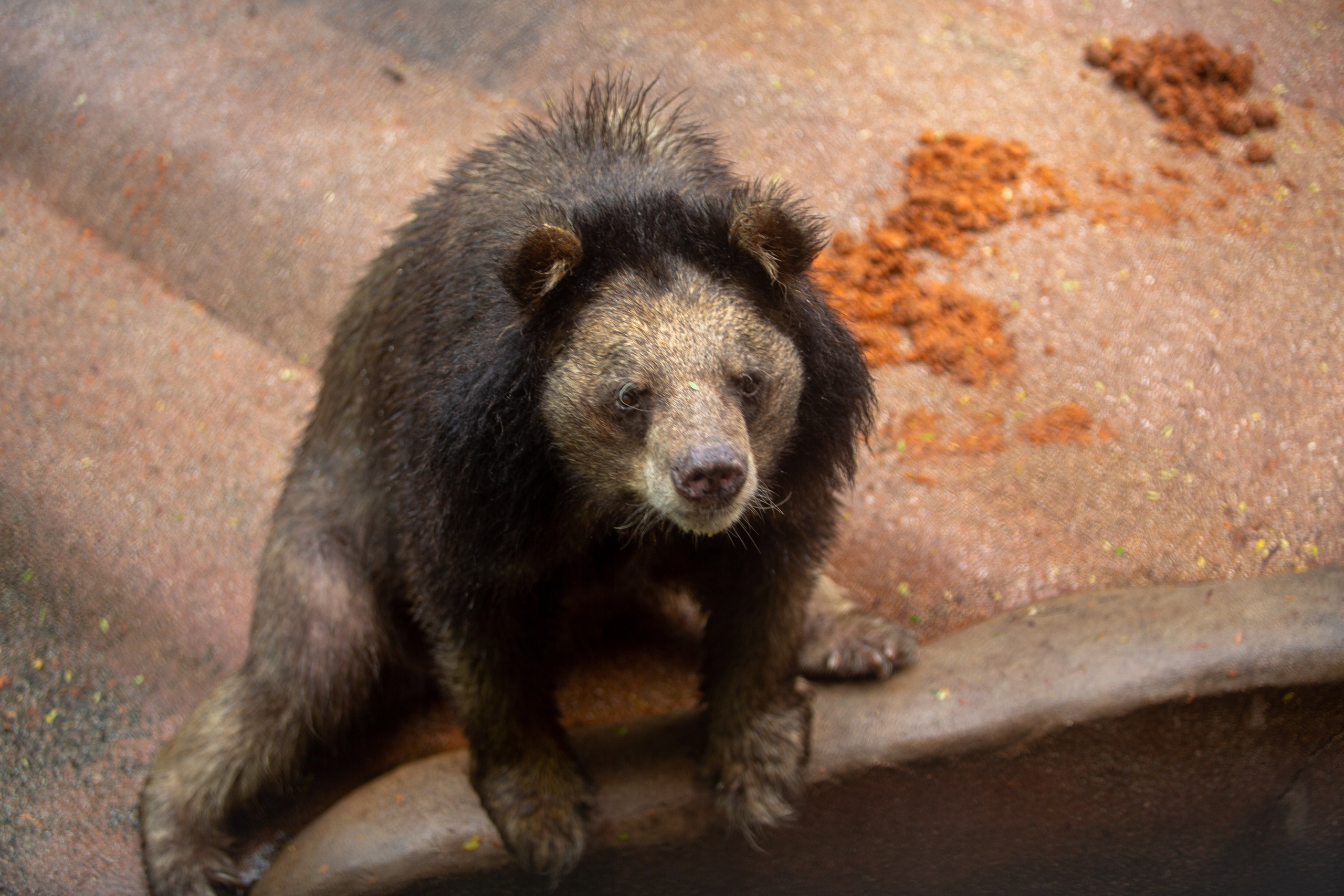 Samut Prakan Crocodile Farm & Zoo. Photographer Sonkina Tatiana (Tanya Ash)