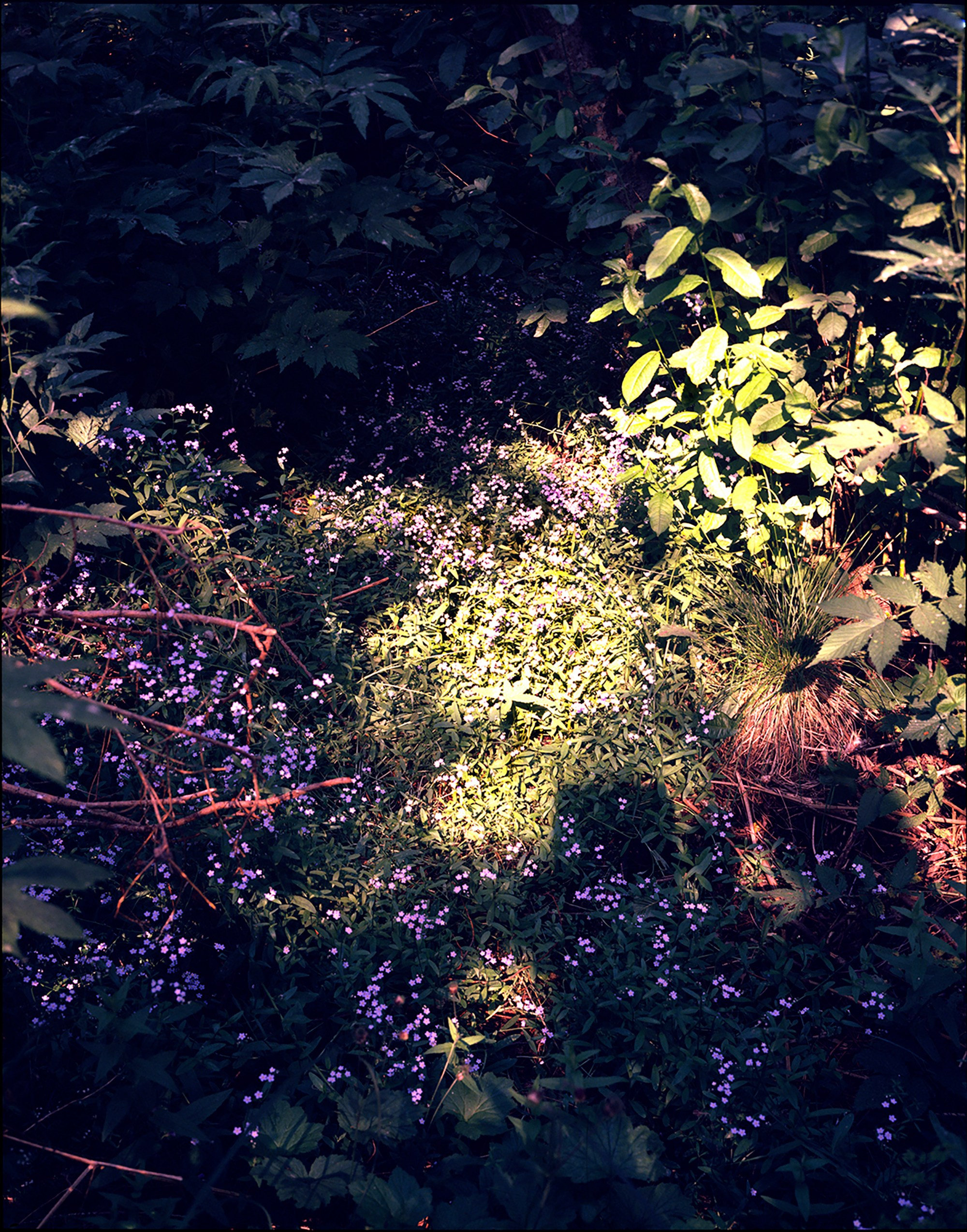 Landscape. Valerii Konkov