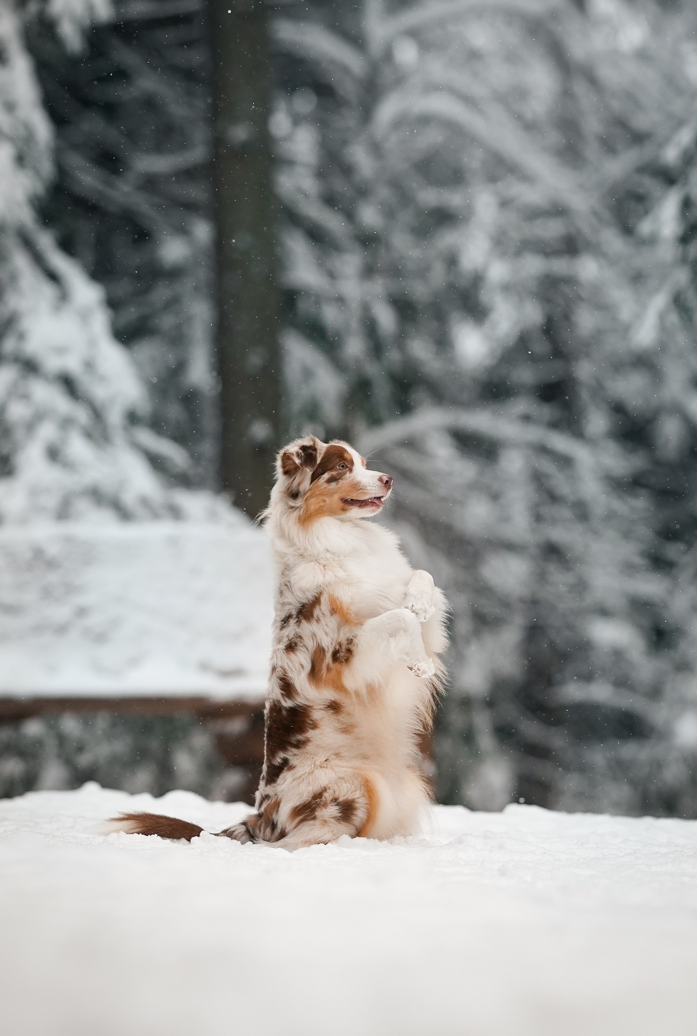 Панда. Фотограф-анималист в Санкт-Петербурге Яна Мартынова