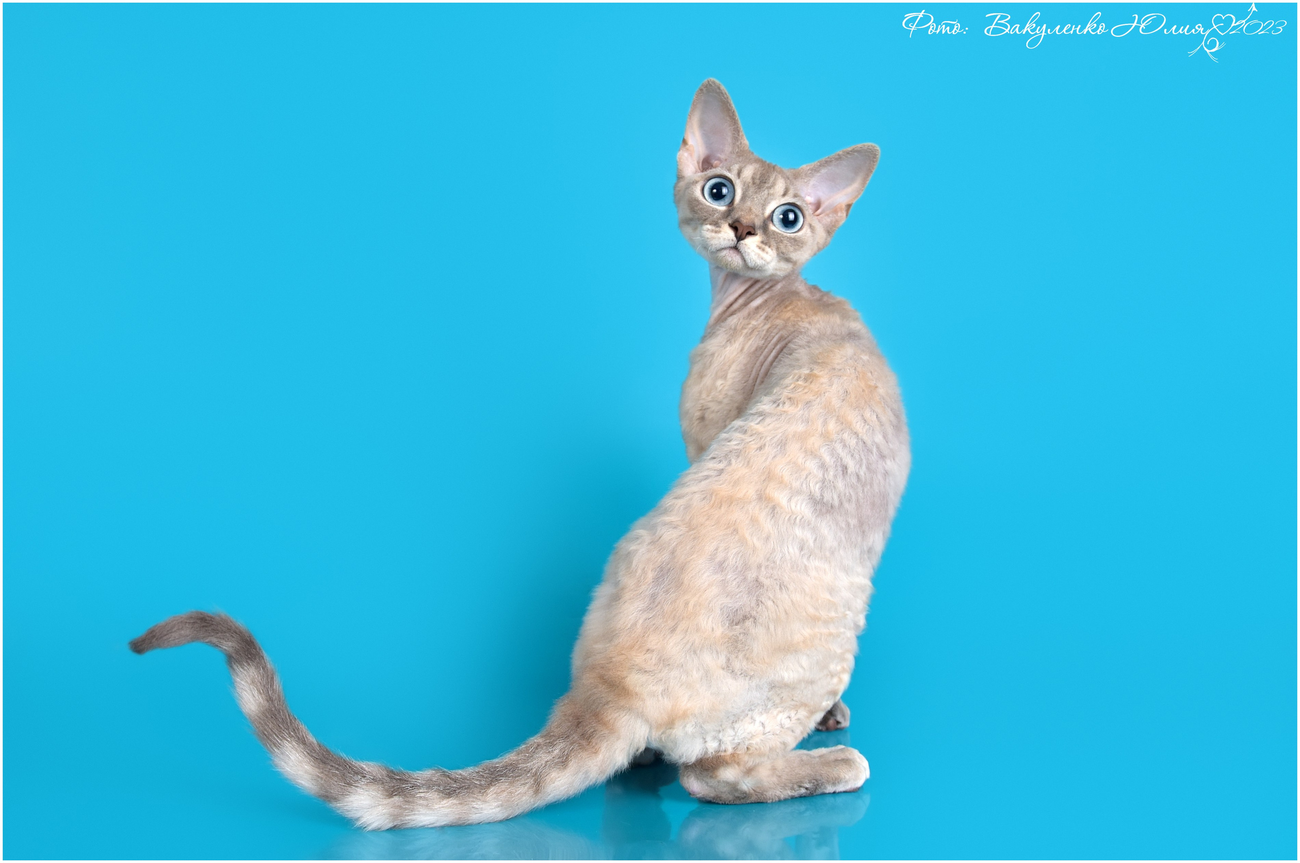 Взрослые. Фотограф анималист | семейный Юлия Вакуленко, г. Краснодар