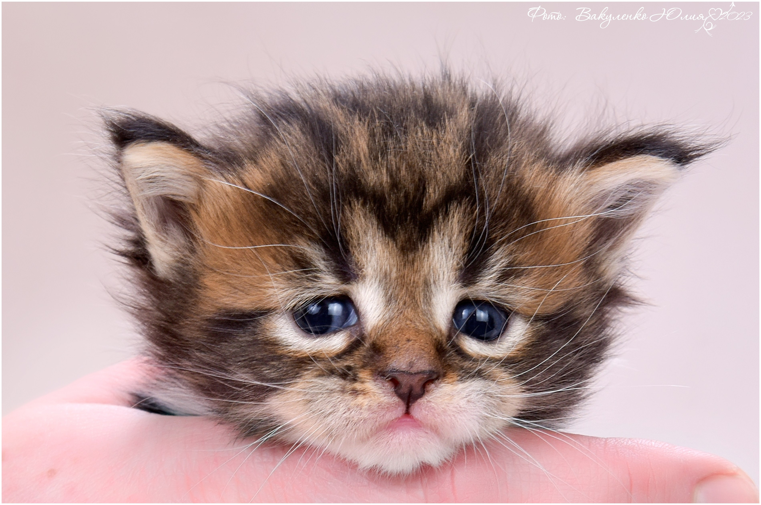 Котята. Фотограф анималист | семейный Юлия Вакуленко, г. Краснодар