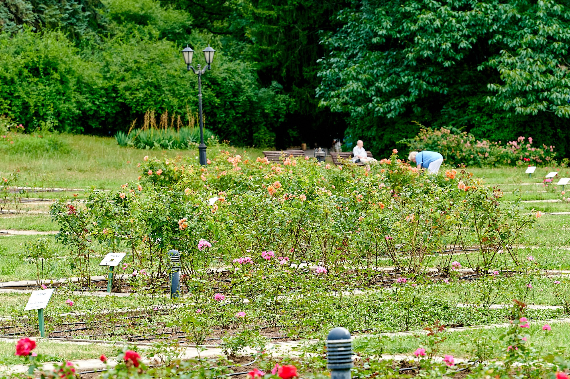 Кисловодск, Россия. Август 2024. Фотографии отовсюду и обо всем