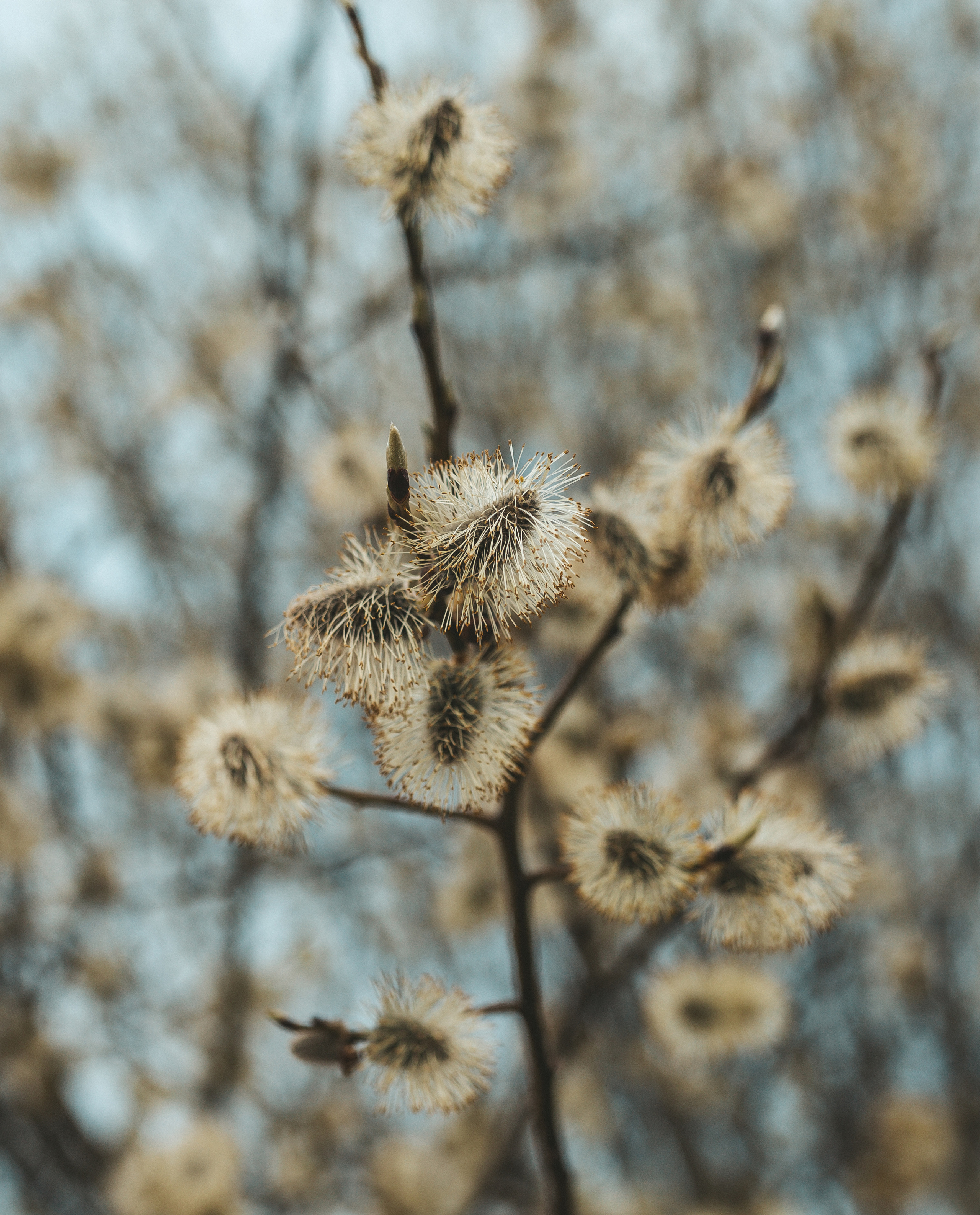 Мария & Павел. Семейный фотограф в Москве и Московской области Донкова Екатерина