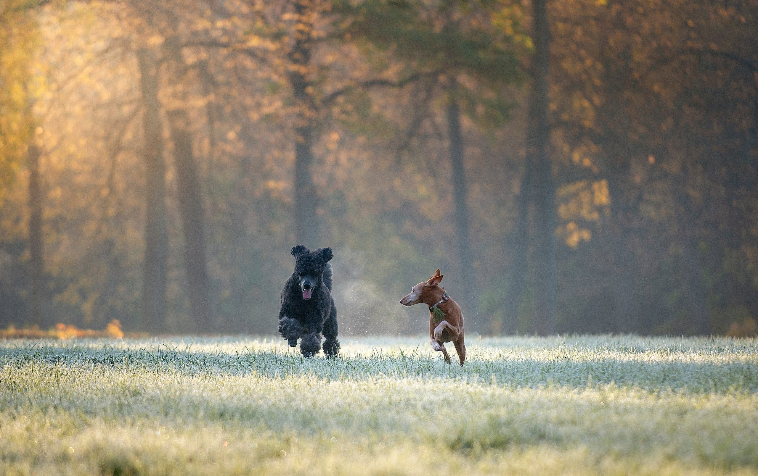Собаки. Портретная и свадебная фотосъемка. Москва и область