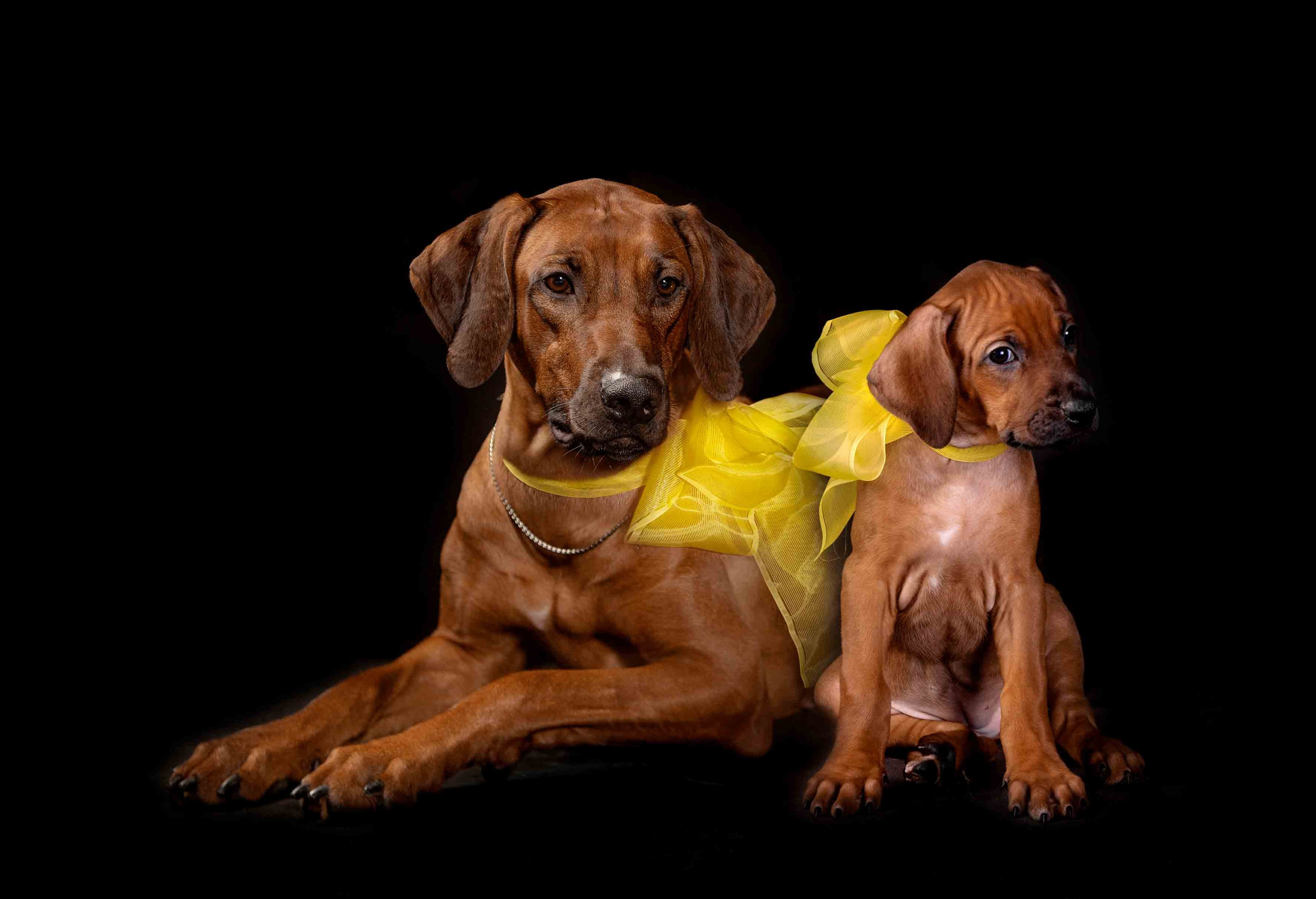 Собаки. Портретная и свадебная фотосъемка. Москва и область