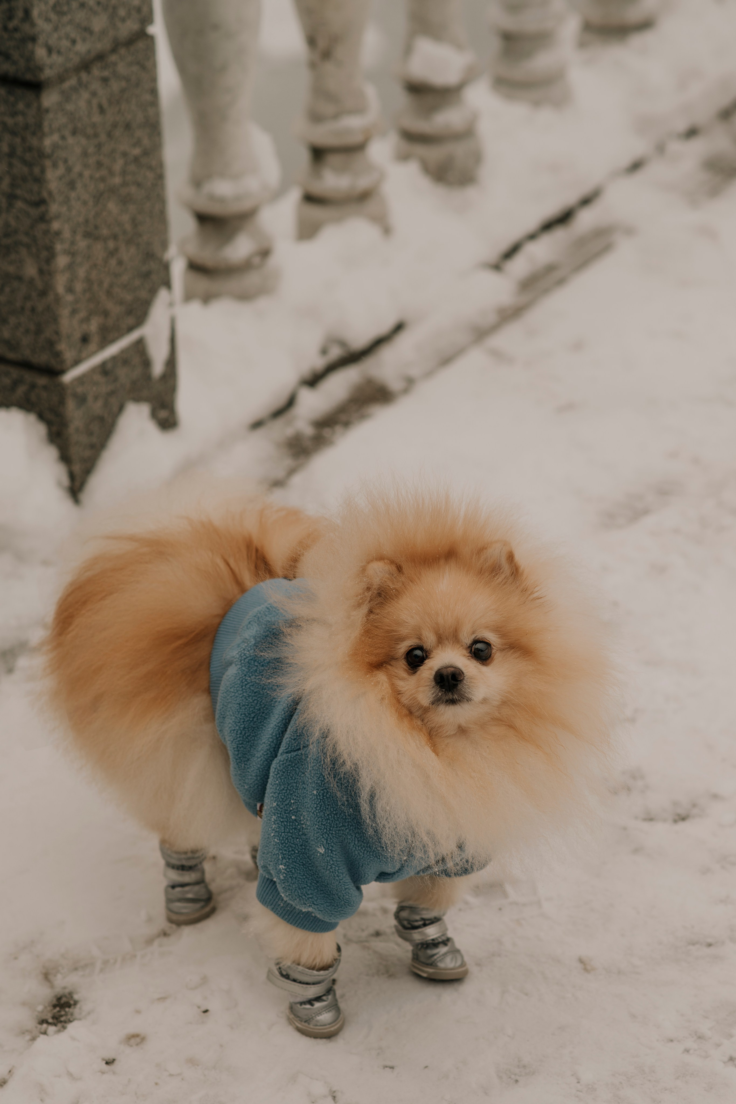 Собака шпиц в голубом костюме на прогулке по зимнему парку