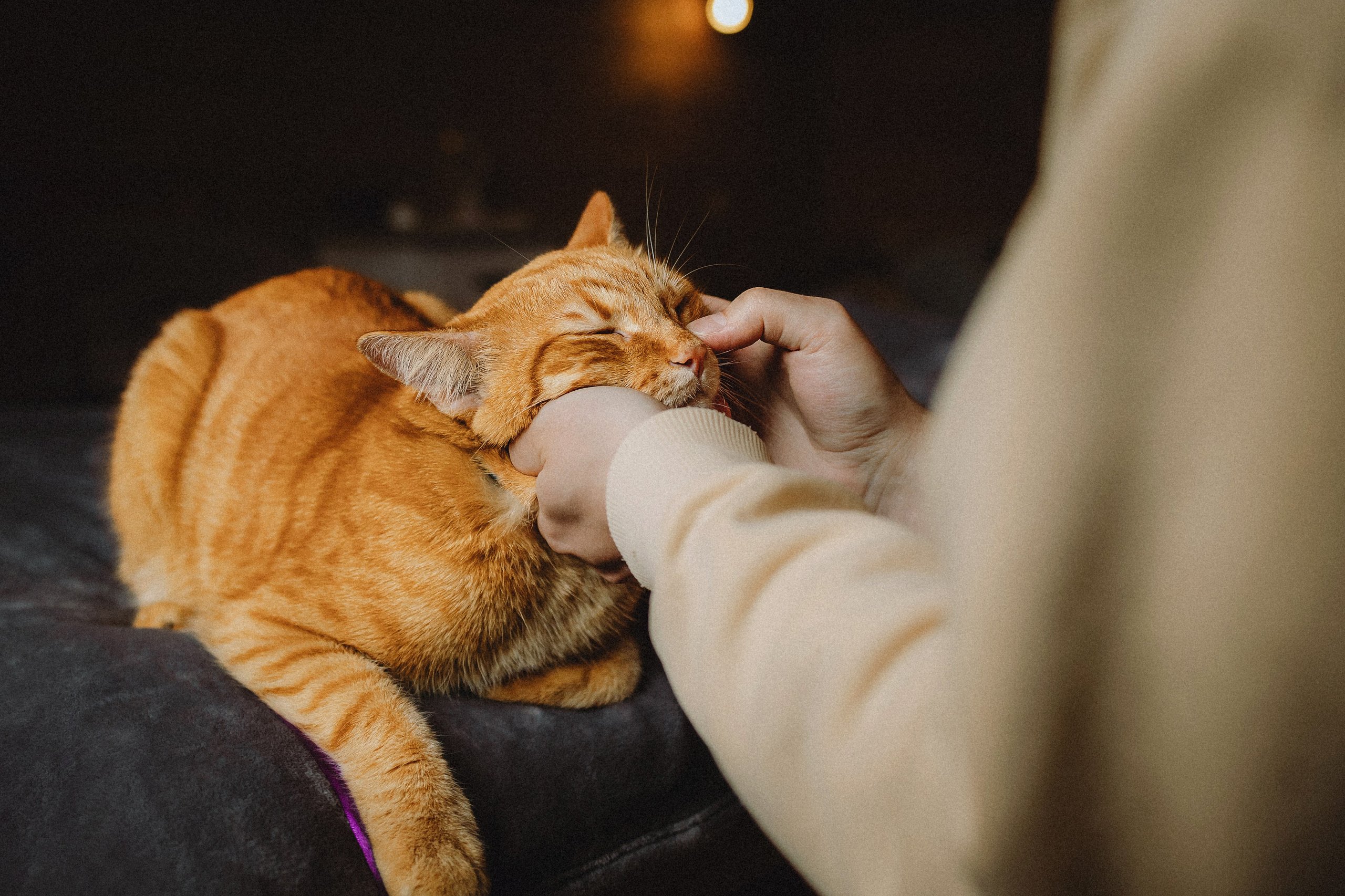 Леброн, Муся и их семья