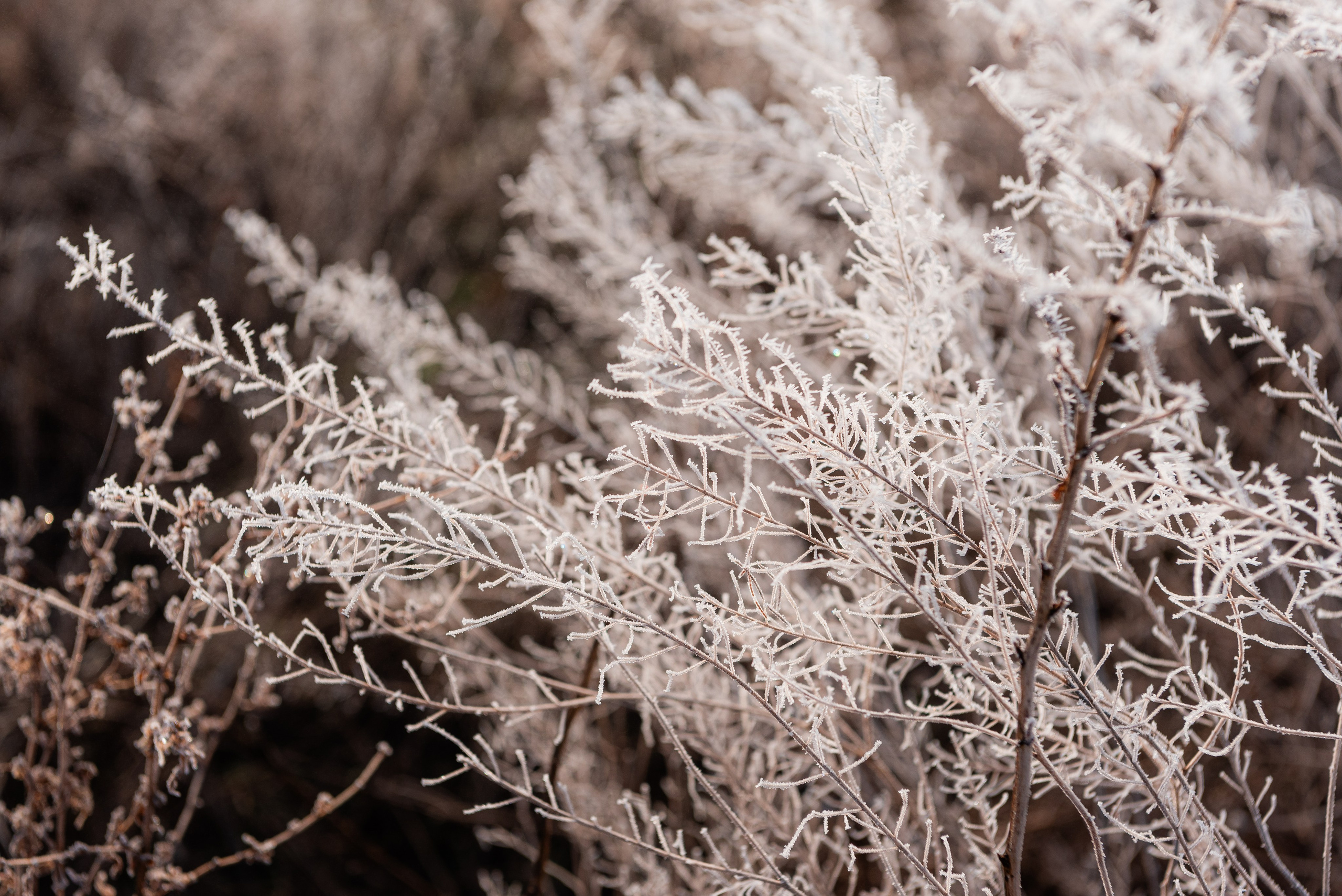 Фотографии утреннего тумана под Волжским. Фотограф в Волгограде и Волжском Александр Горбань