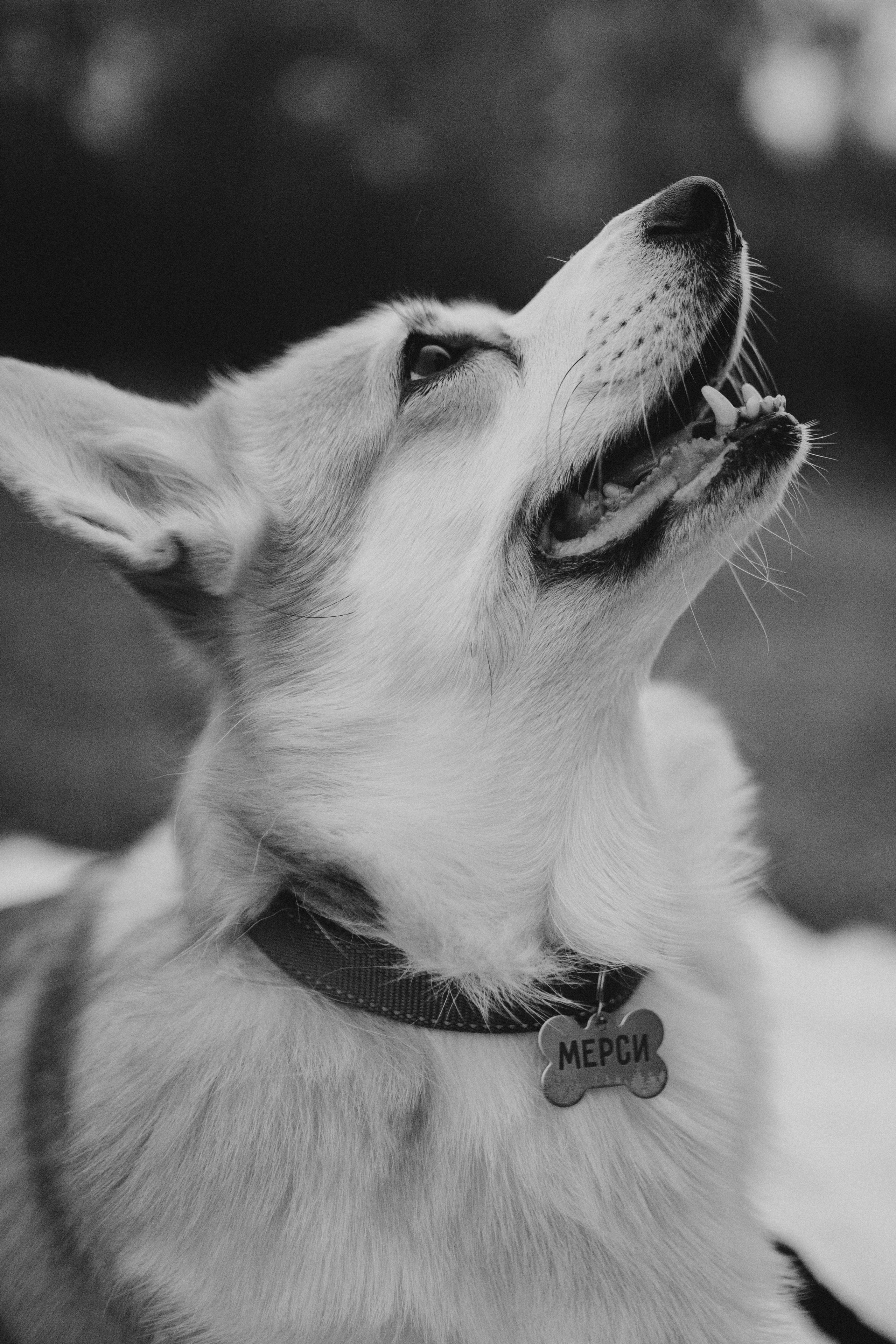 Настя, Никита и Мерси. Семейный и детский фотограф Красноярск Иркутск Денк Анна